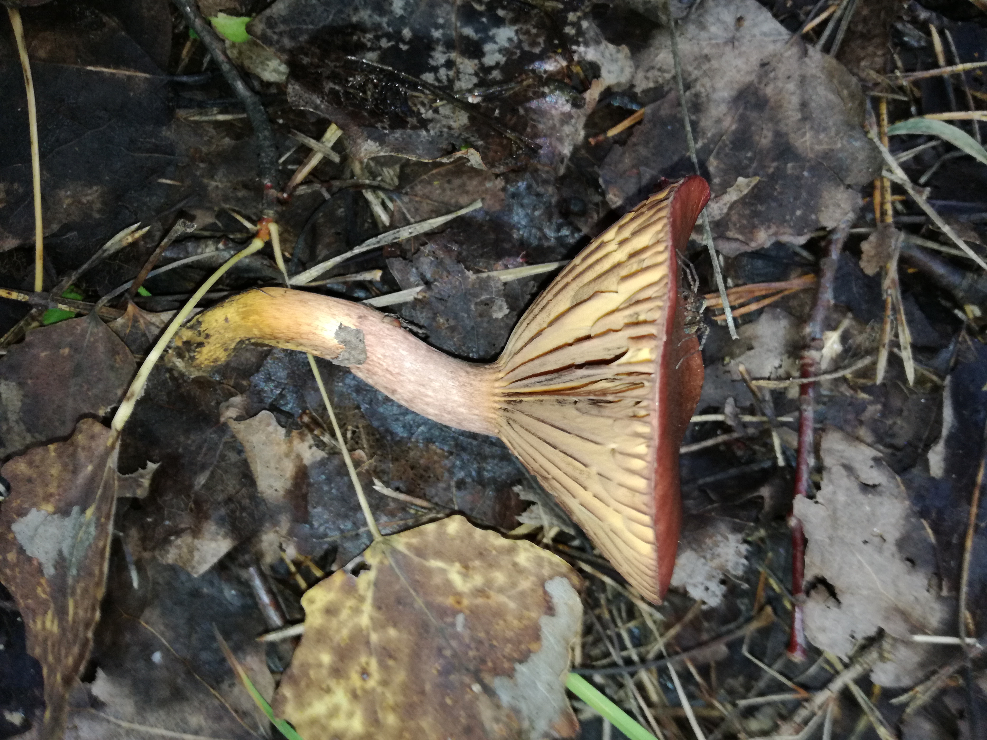 16102017213013 3104 art 1866 img 20171004 121833