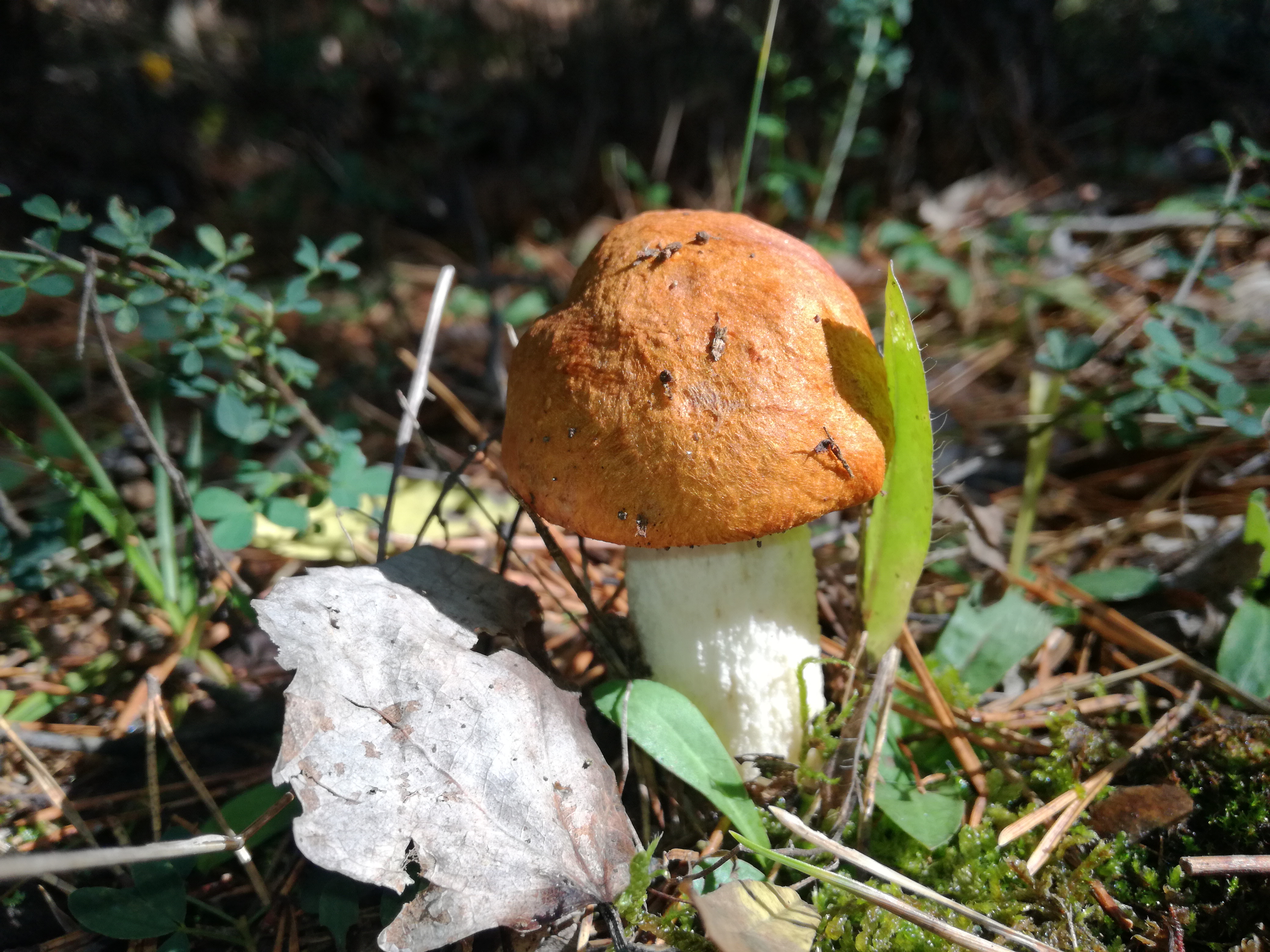 16102017215554 3105 art 1867 img 20171004 122028