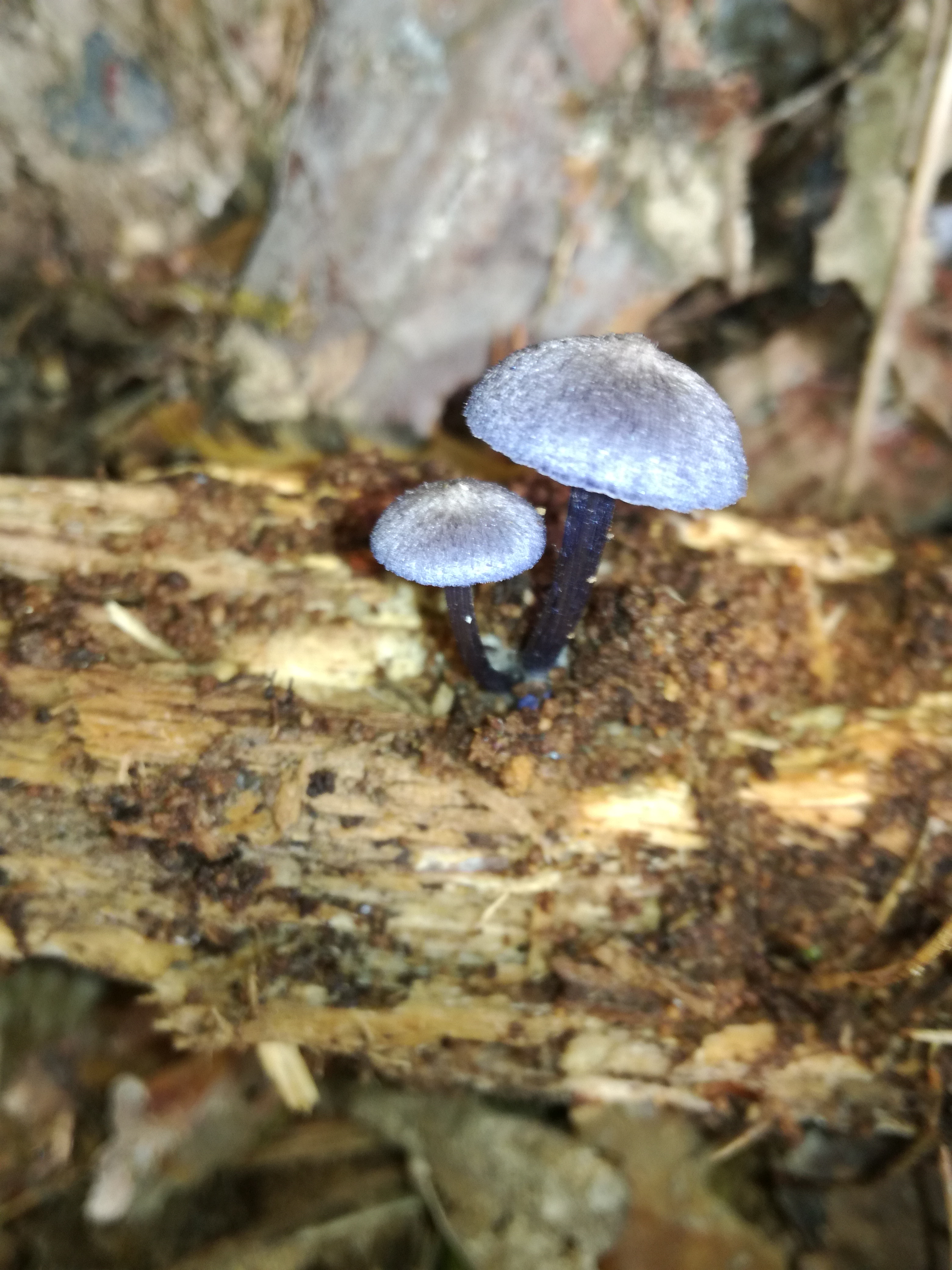 16102017215800 3106 art 783 img 20171004 122446