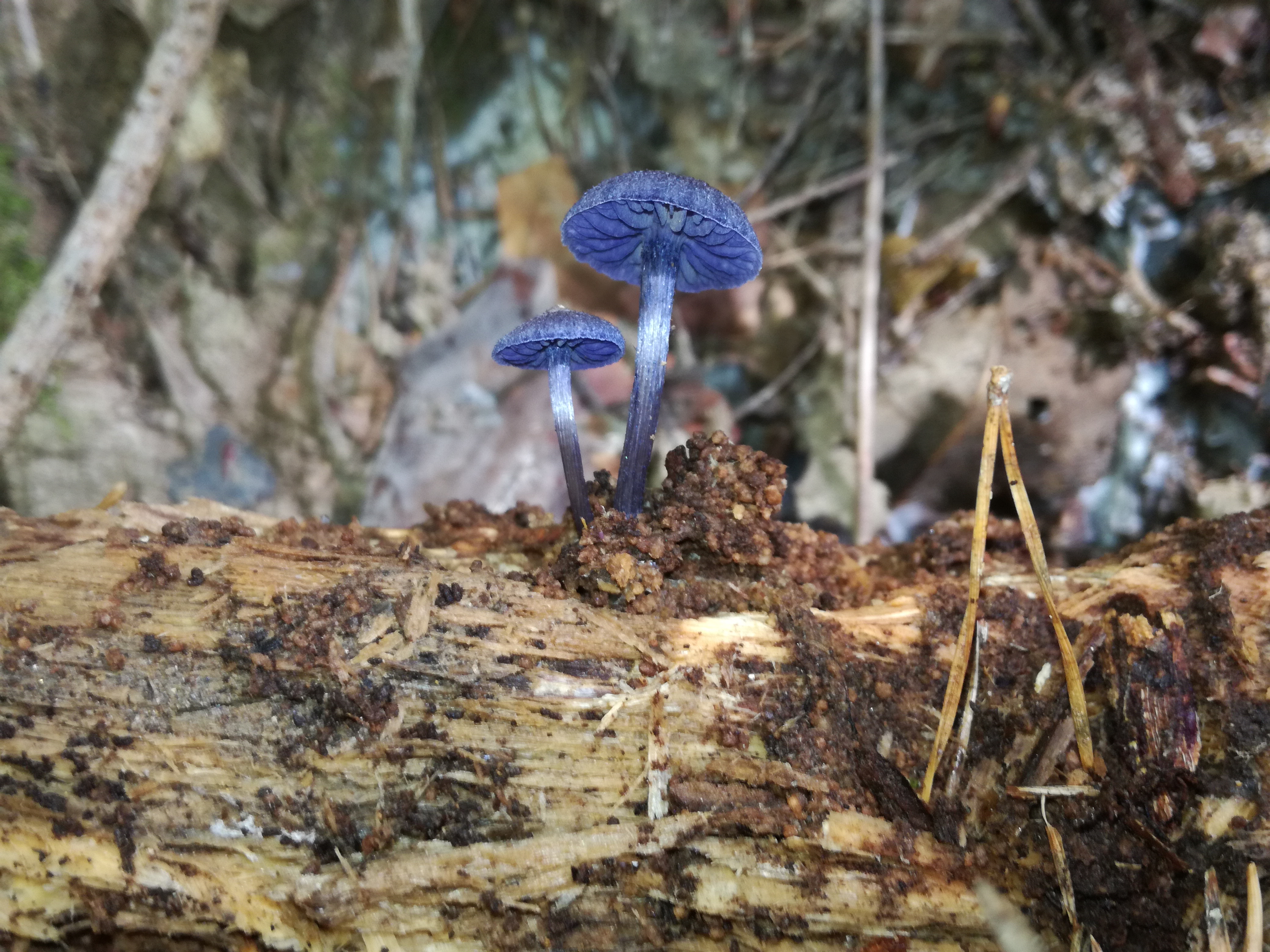 16102017215920 3107 art 783 img 20171004 122459