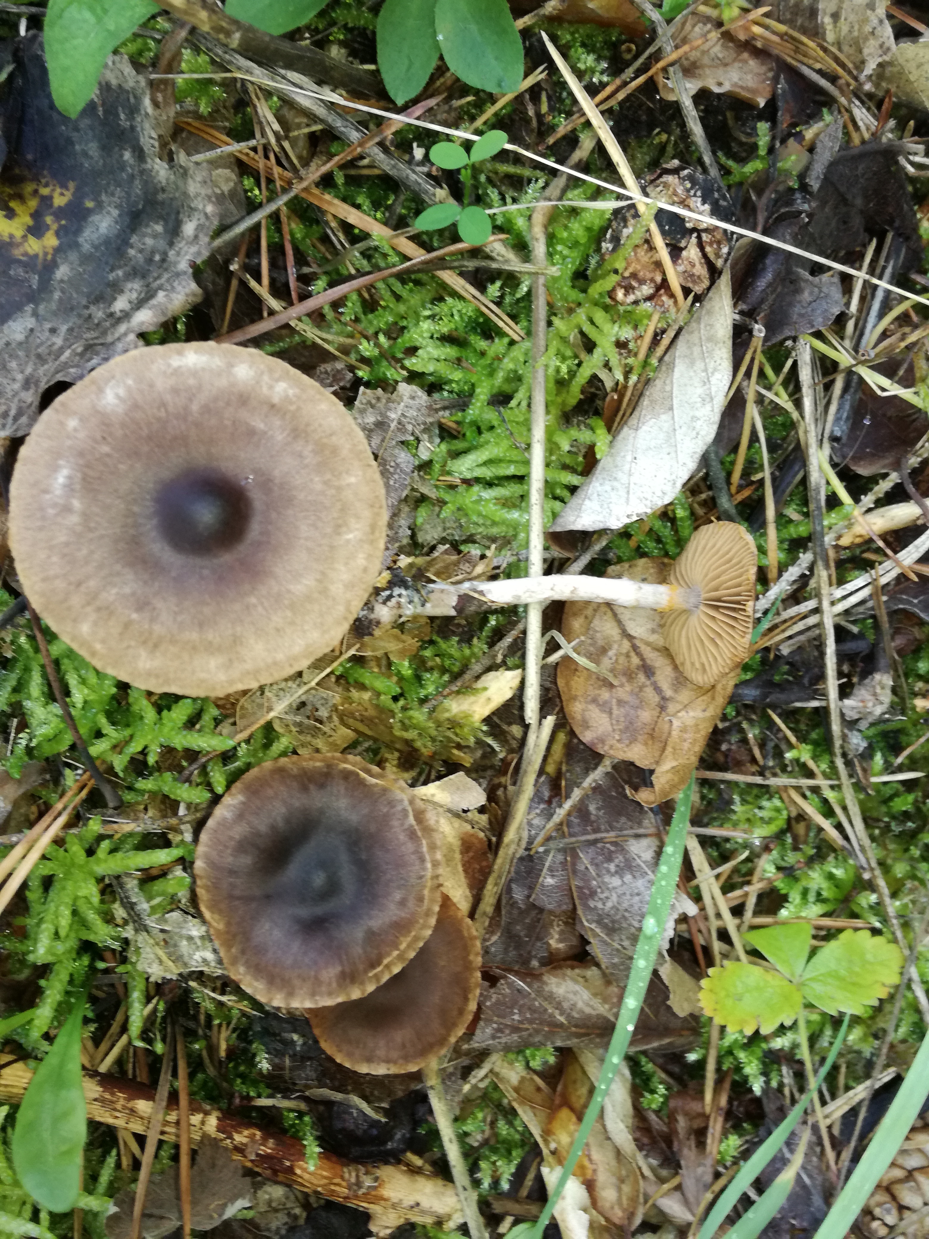 16102017221657 3108 art 1868 img 20171004 123145