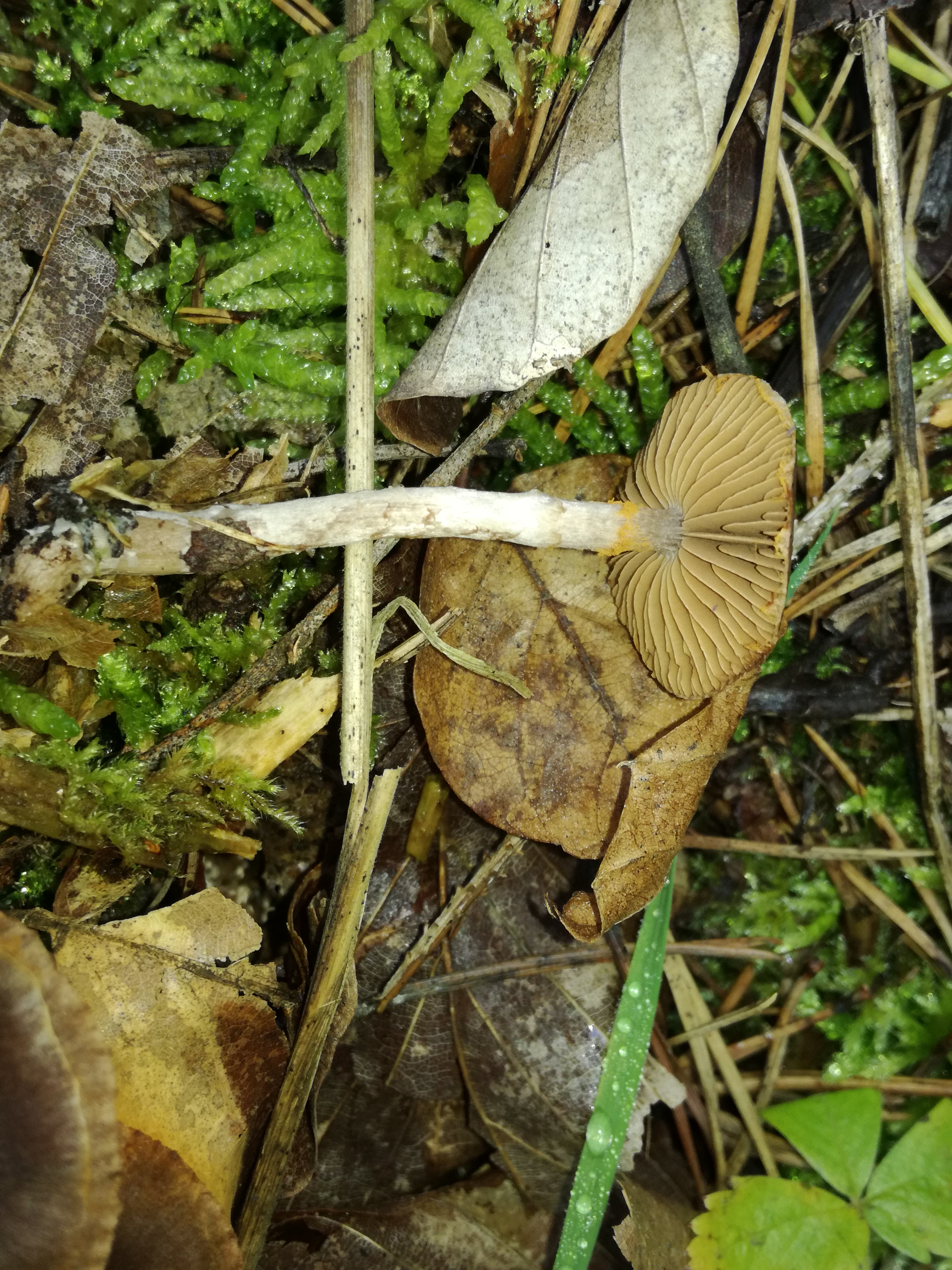 16102017221850 3109 art 1868 img 20171004 123150