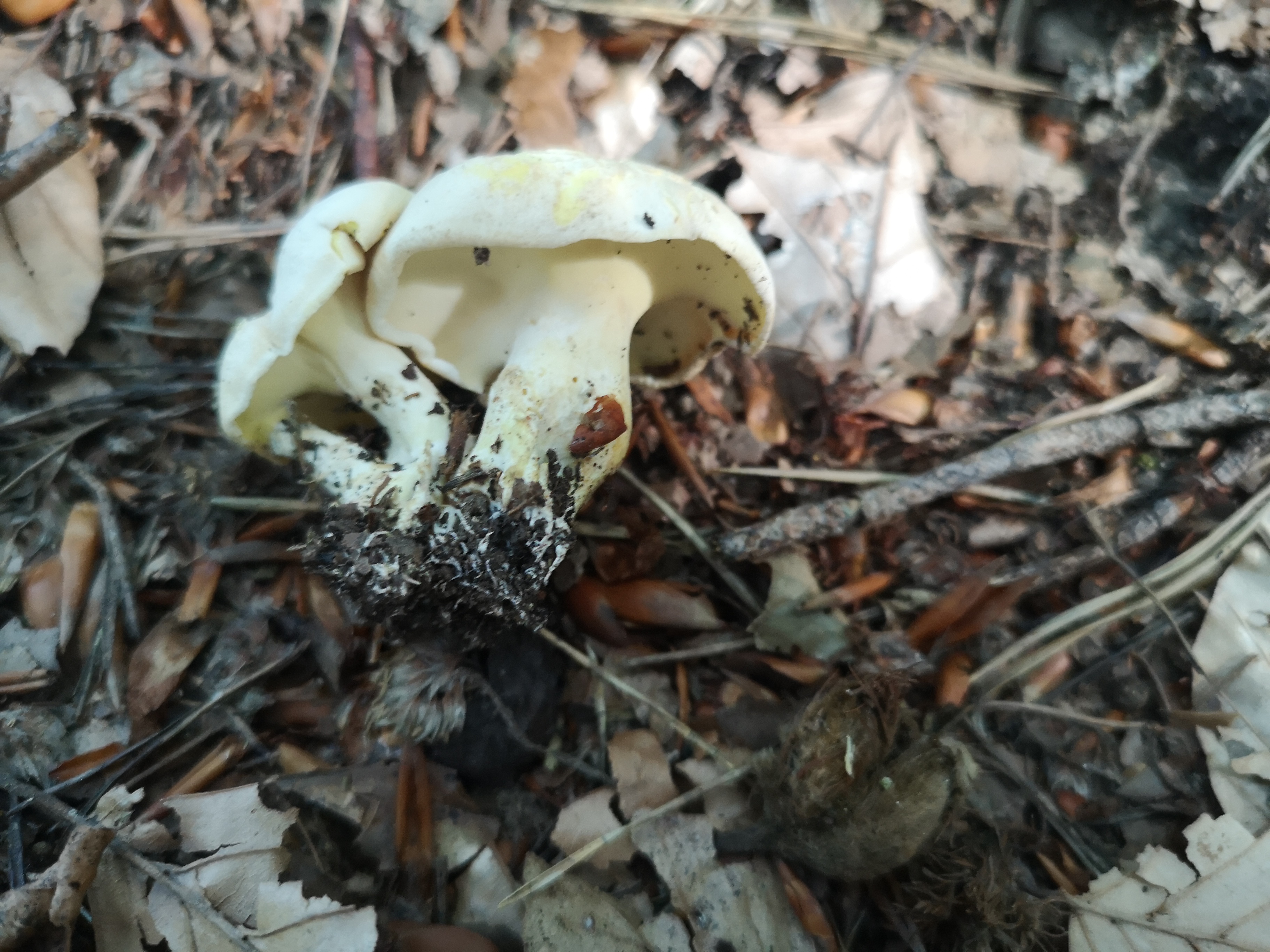 16112020204106 3892 art 1909 albatrellus subrubescens