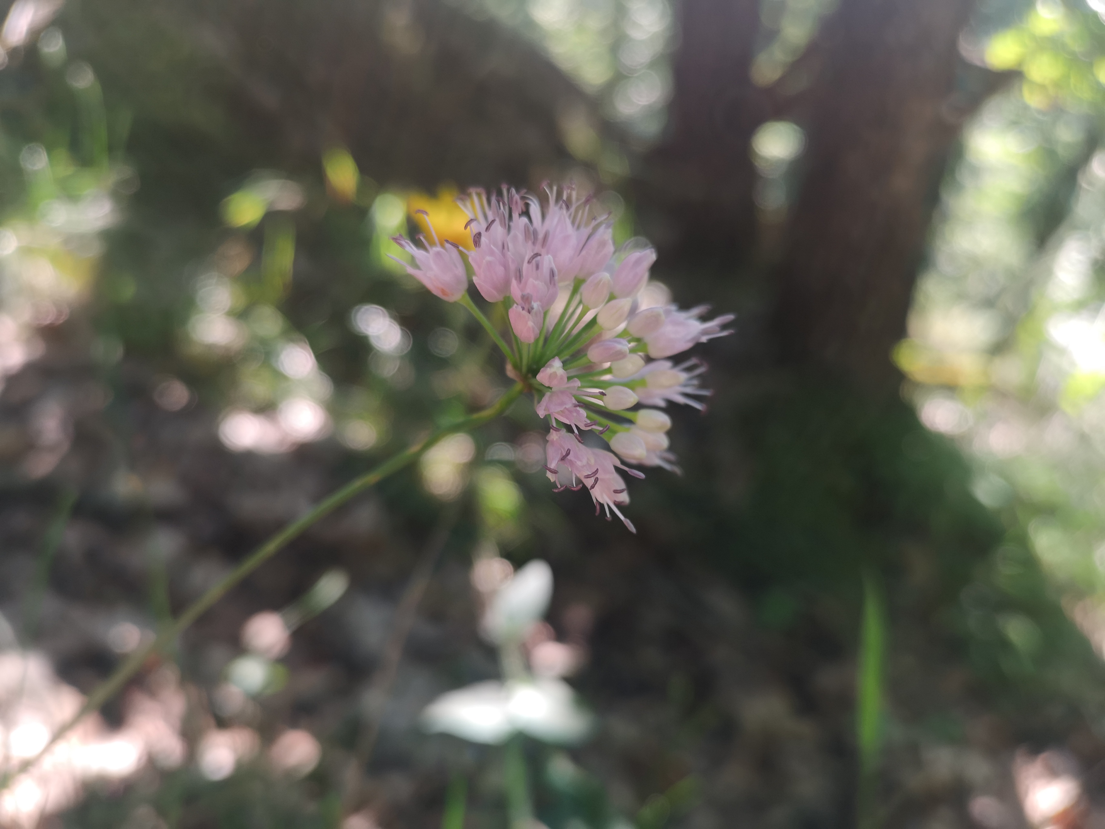 16112020204222 3893 art 1040 alium senescens