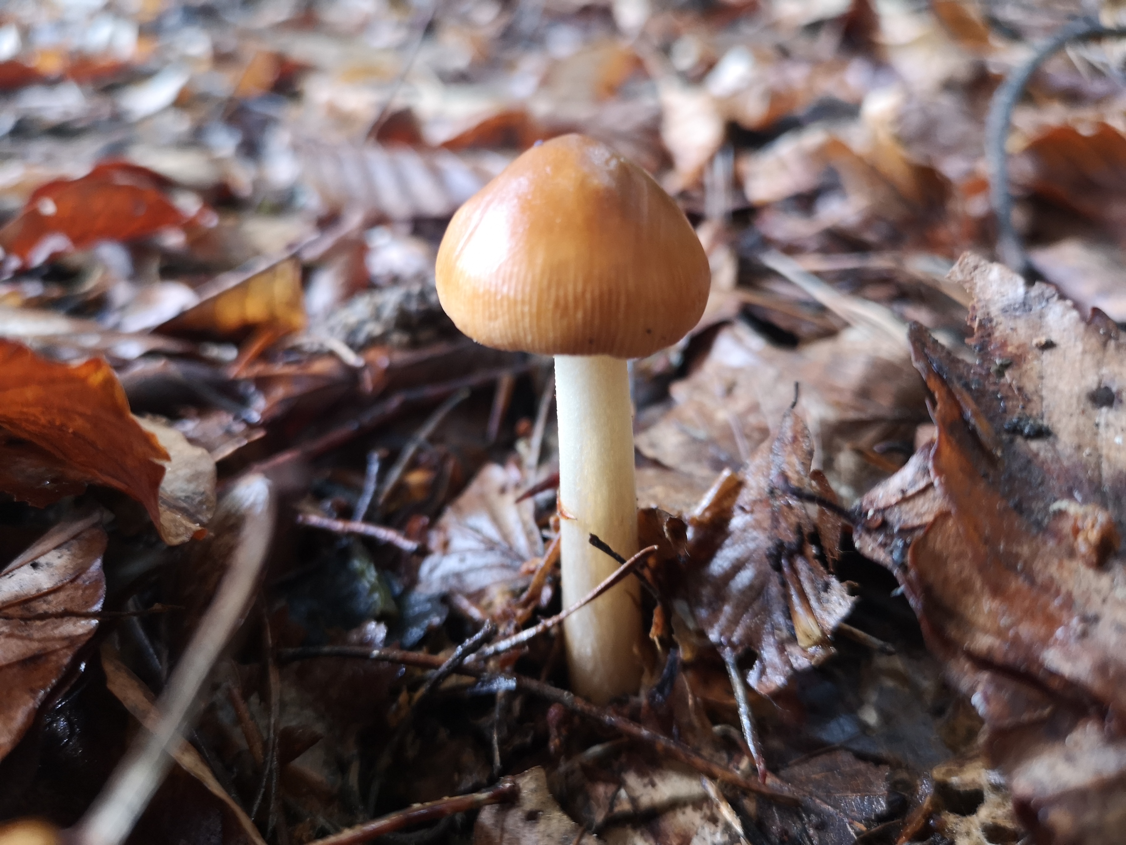 16112020210223 3896 art 1834 amanita fulva