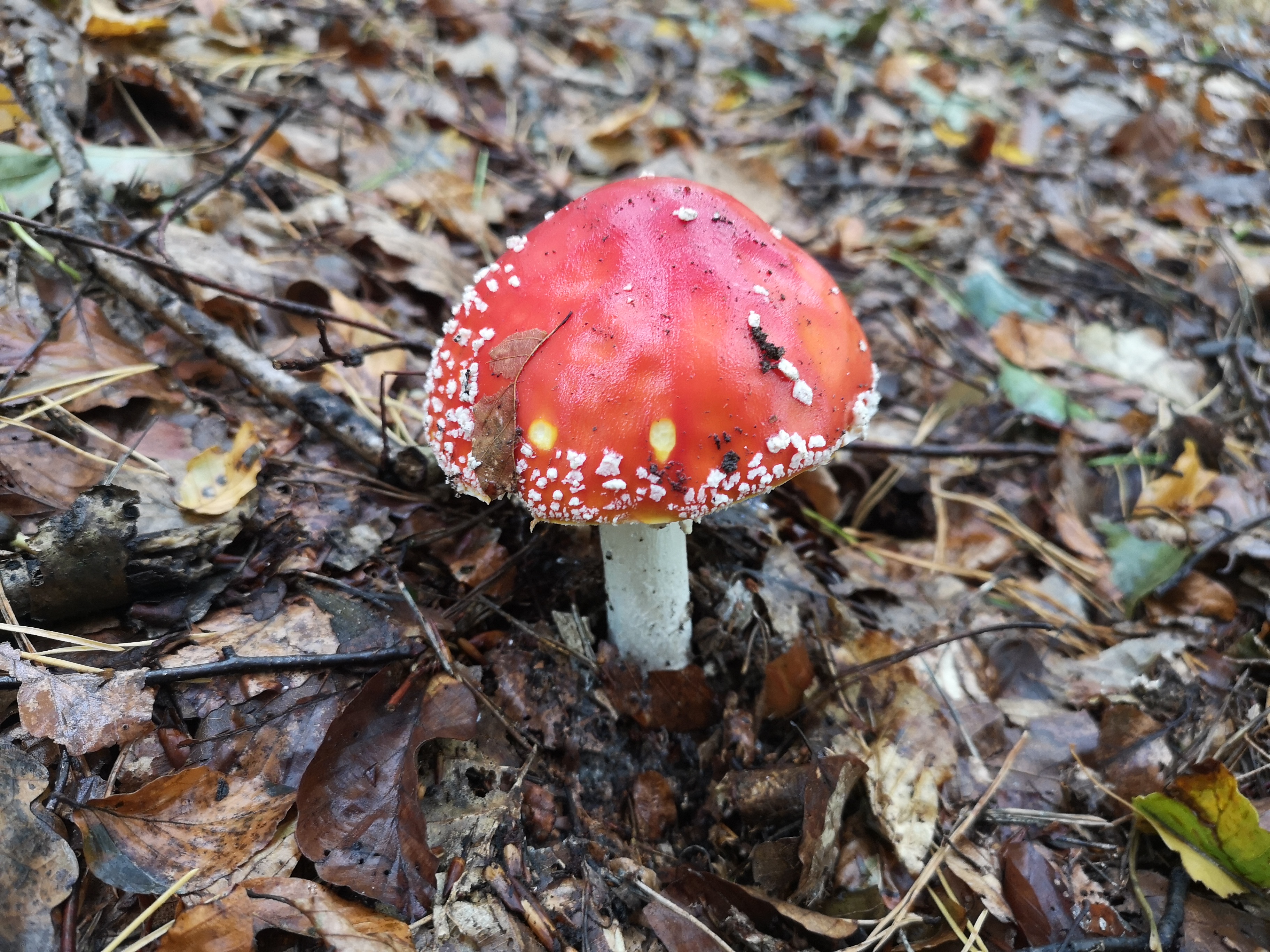 16112020210335 3897 art 1862 amanita muscaria