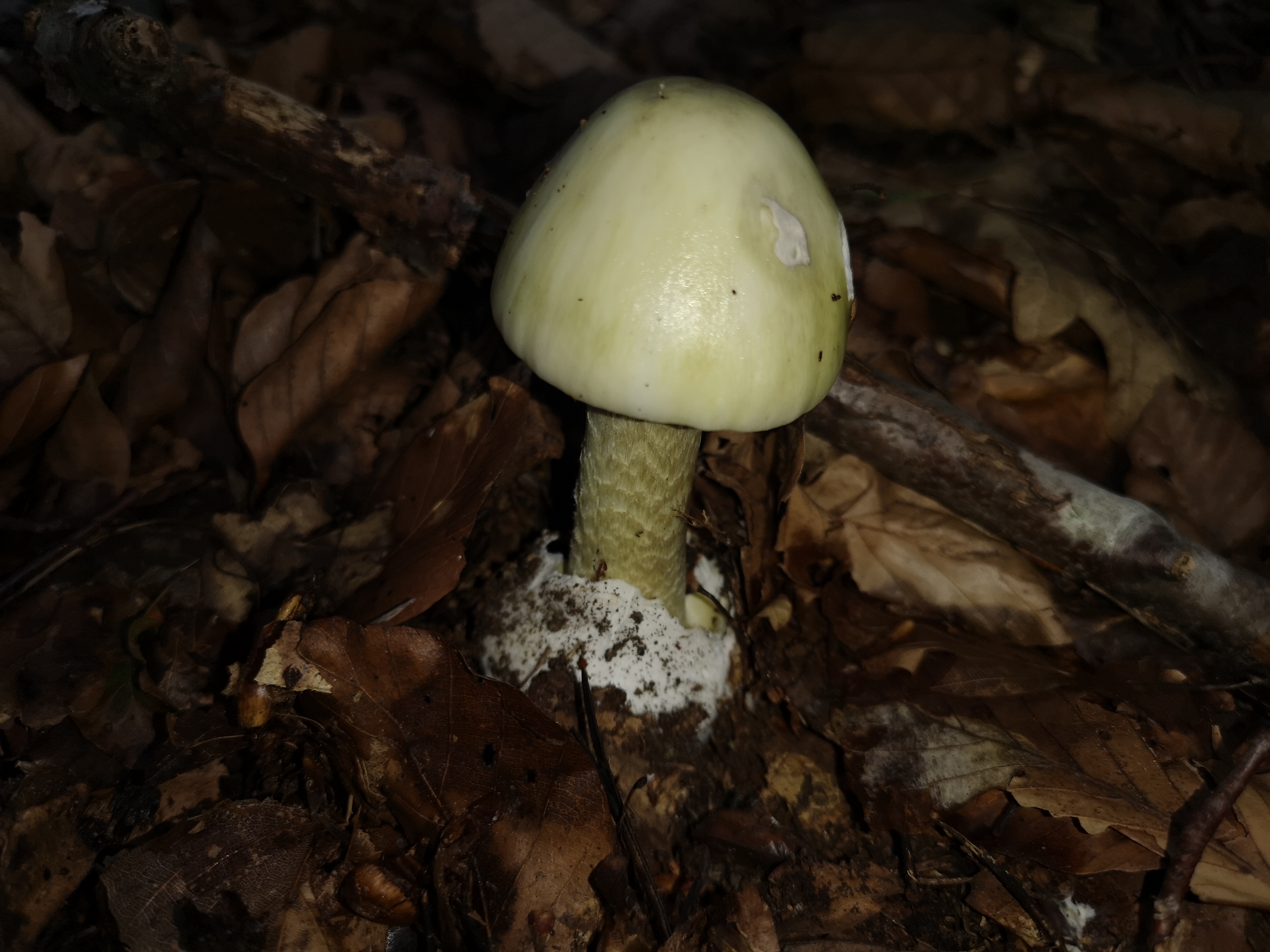 16112020210428 3898 art 155 amanita phalloides