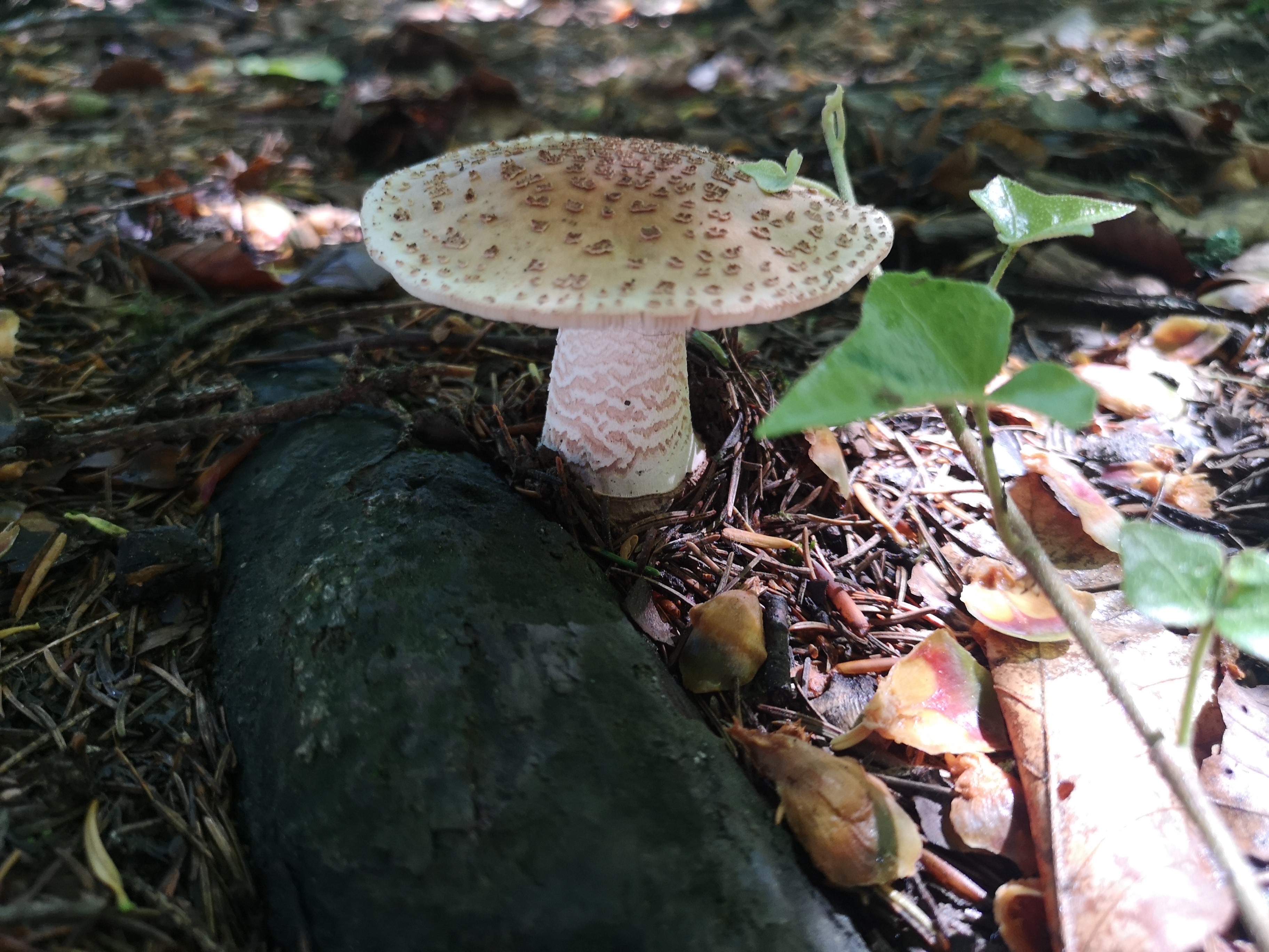 16112020210532 3899 art 2191 amanita rubescens