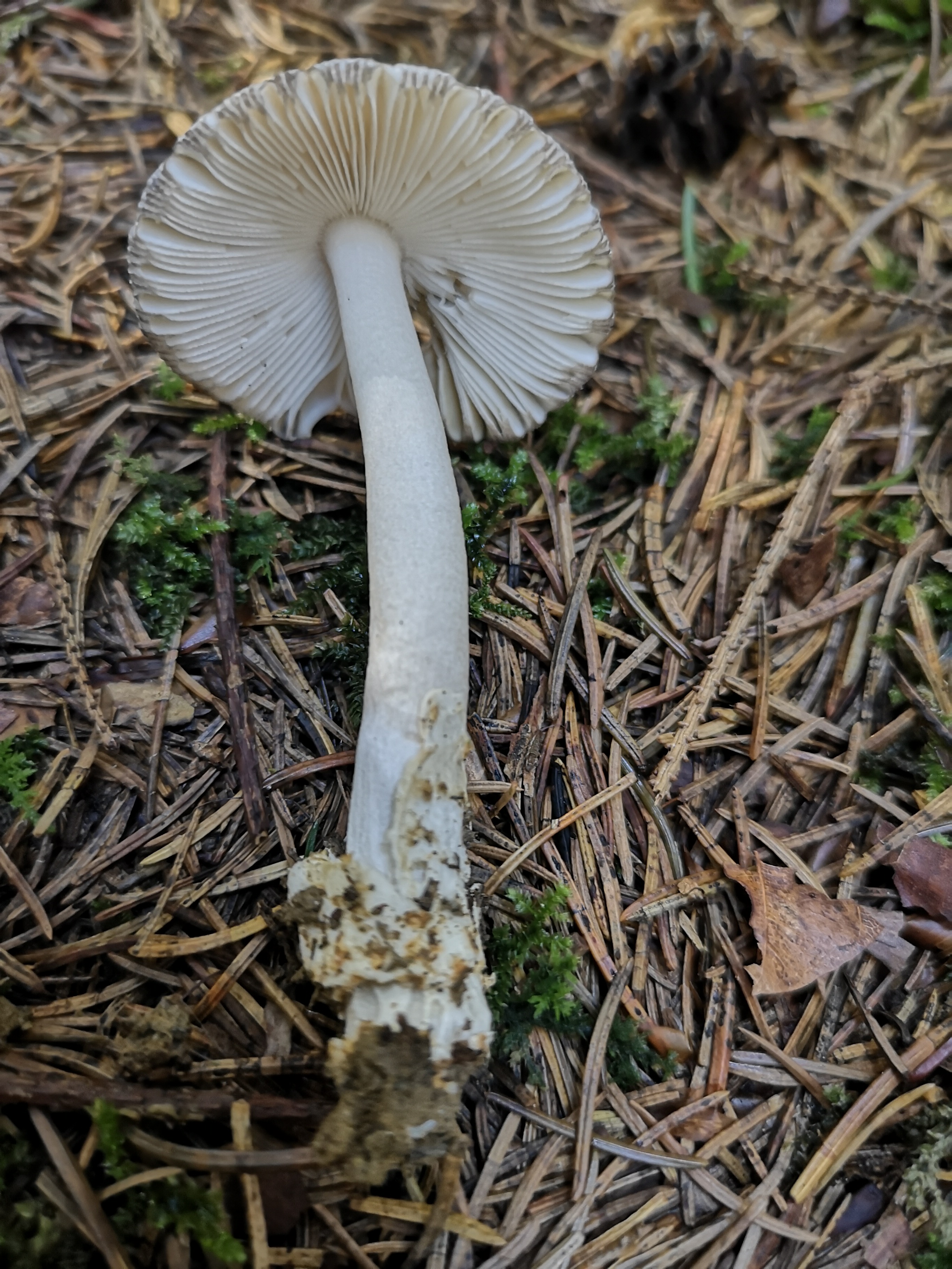 16112020211559 3901 art 2213 amanita vaginata