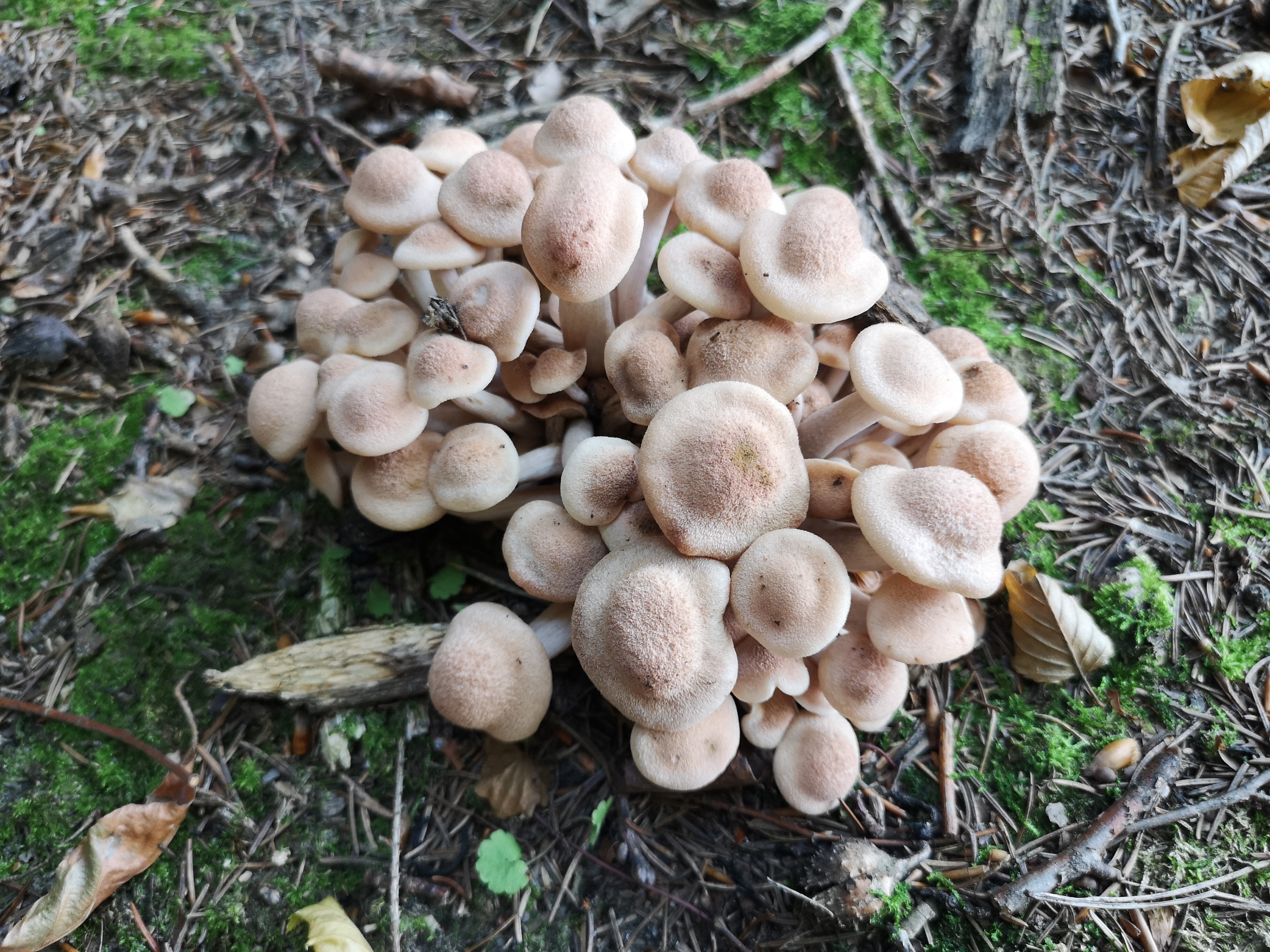 16112020211719 3902 art 283 armillaria tabescens
