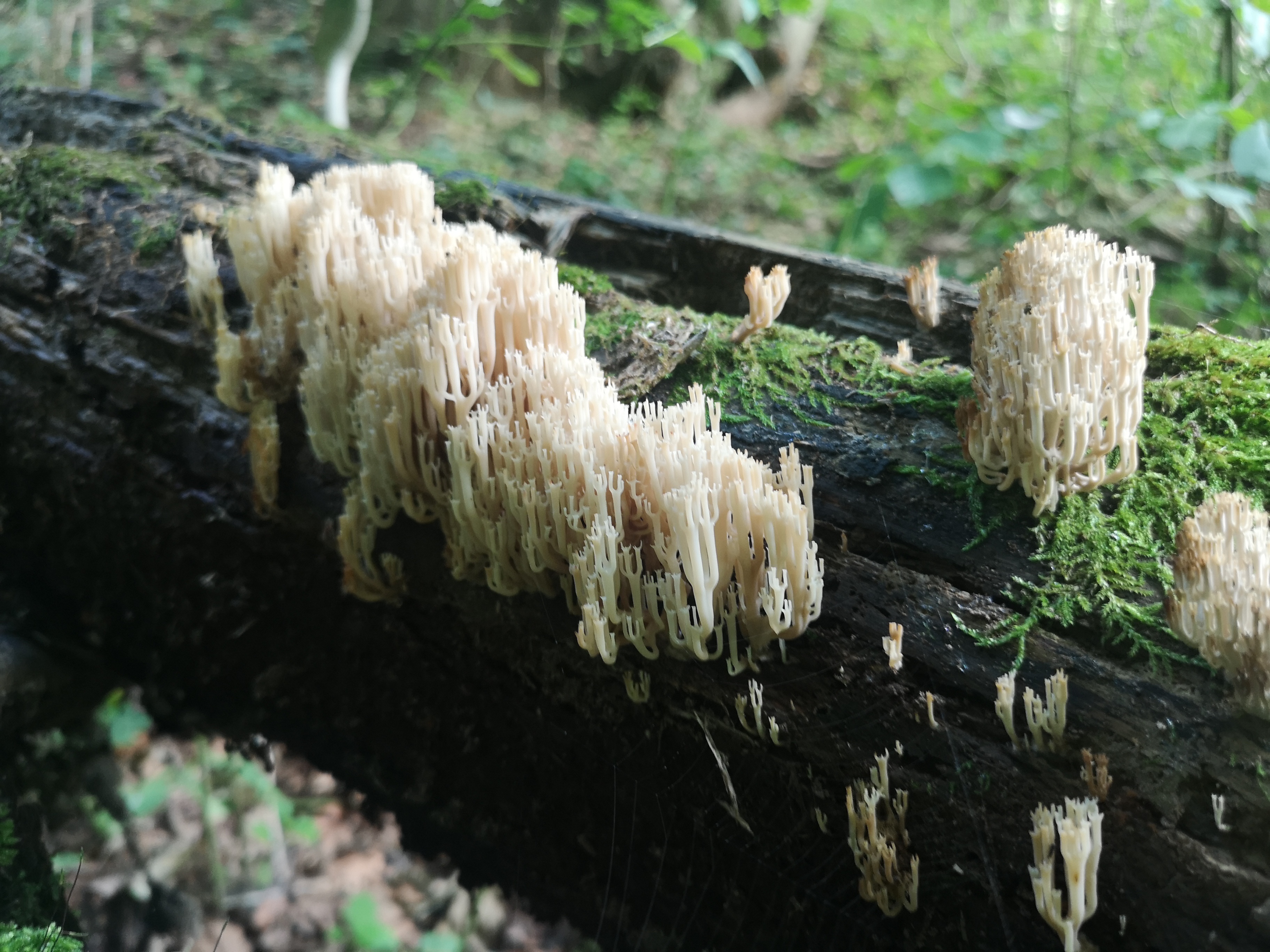 16112020211848 3903 art 1837 artomyces pyxidatus2