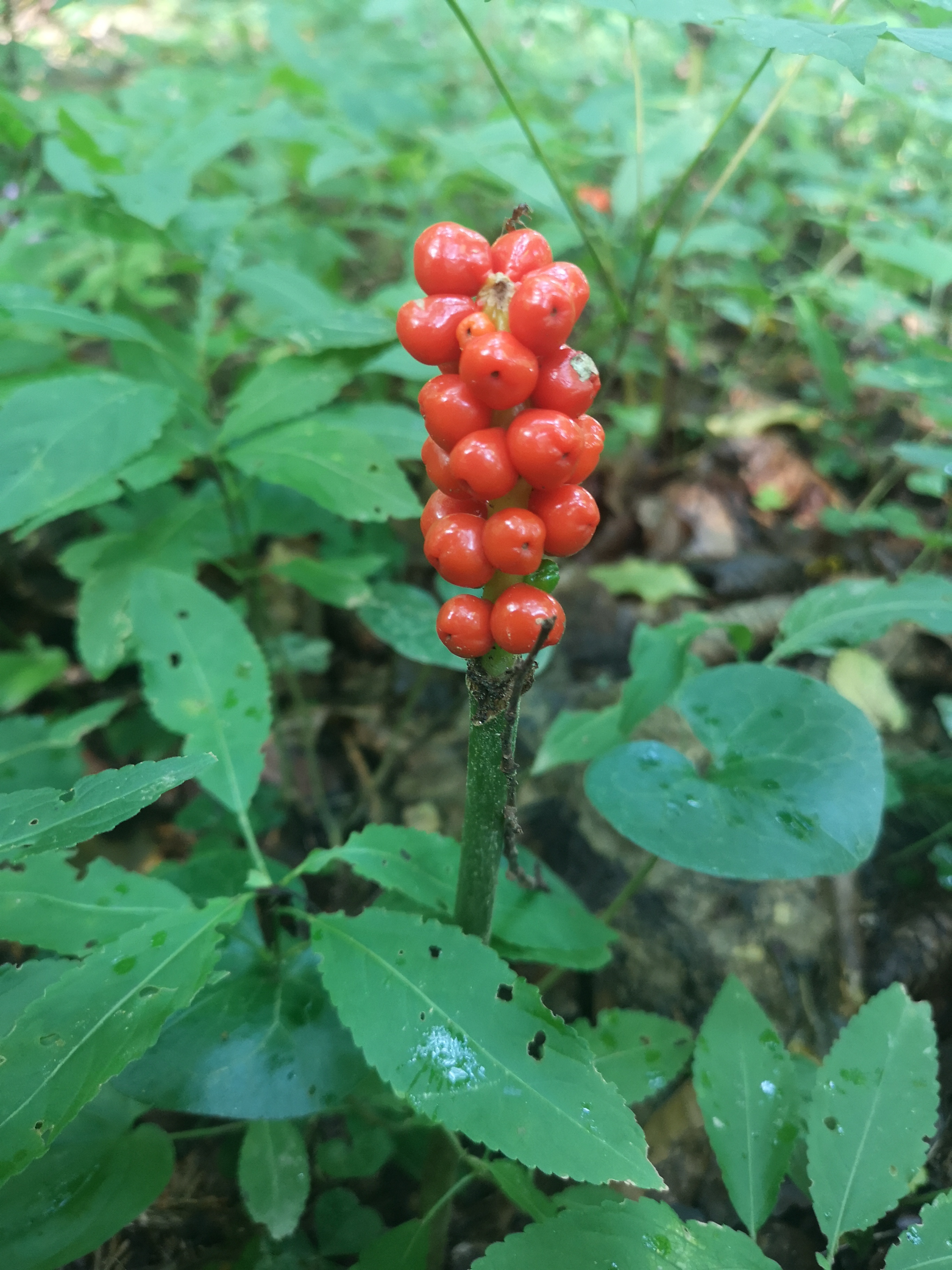 16112020212001 3904 art 235 arum maculatum