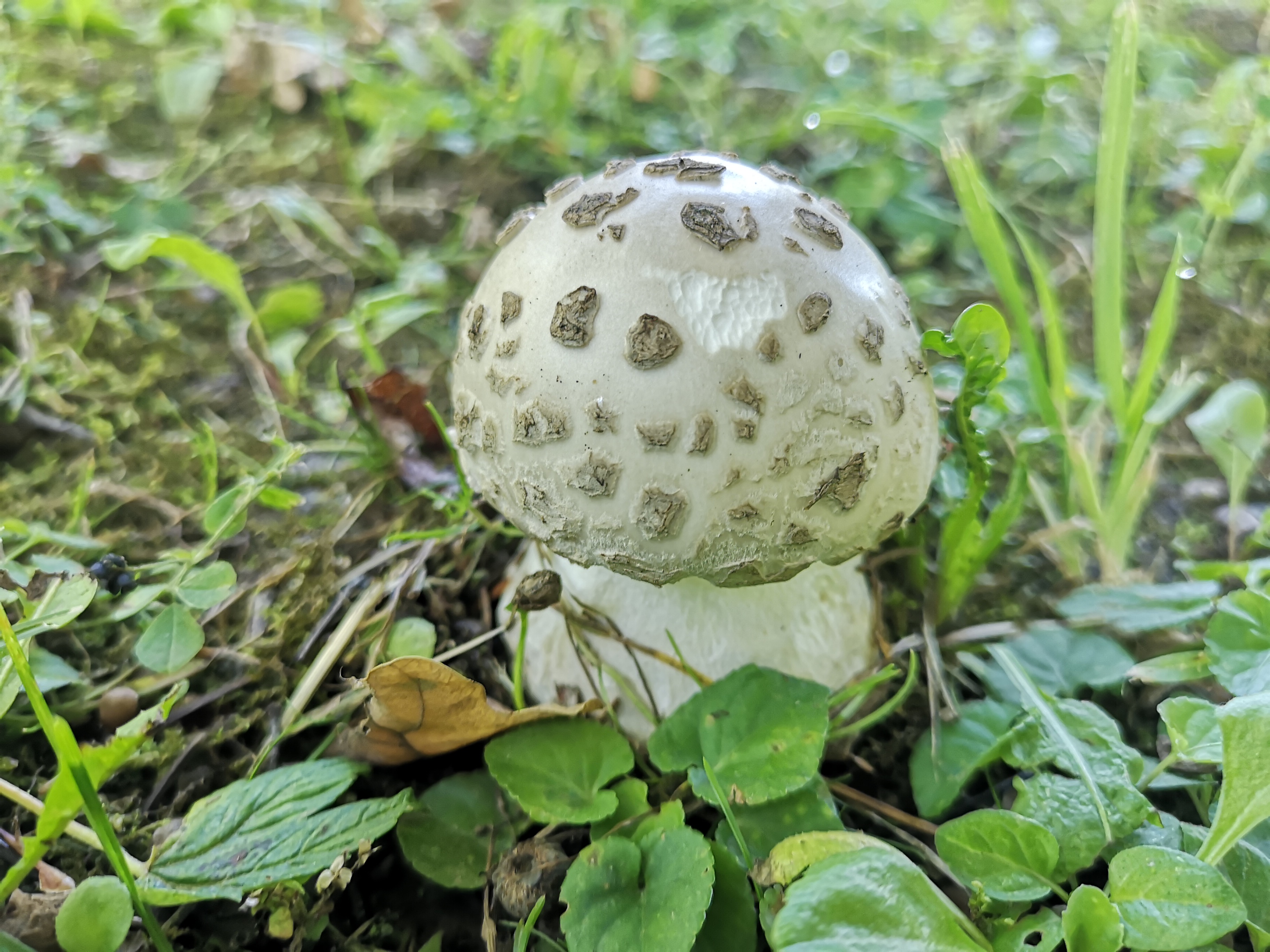 16112020212110 3905 art 2246 amanita strobiliformis