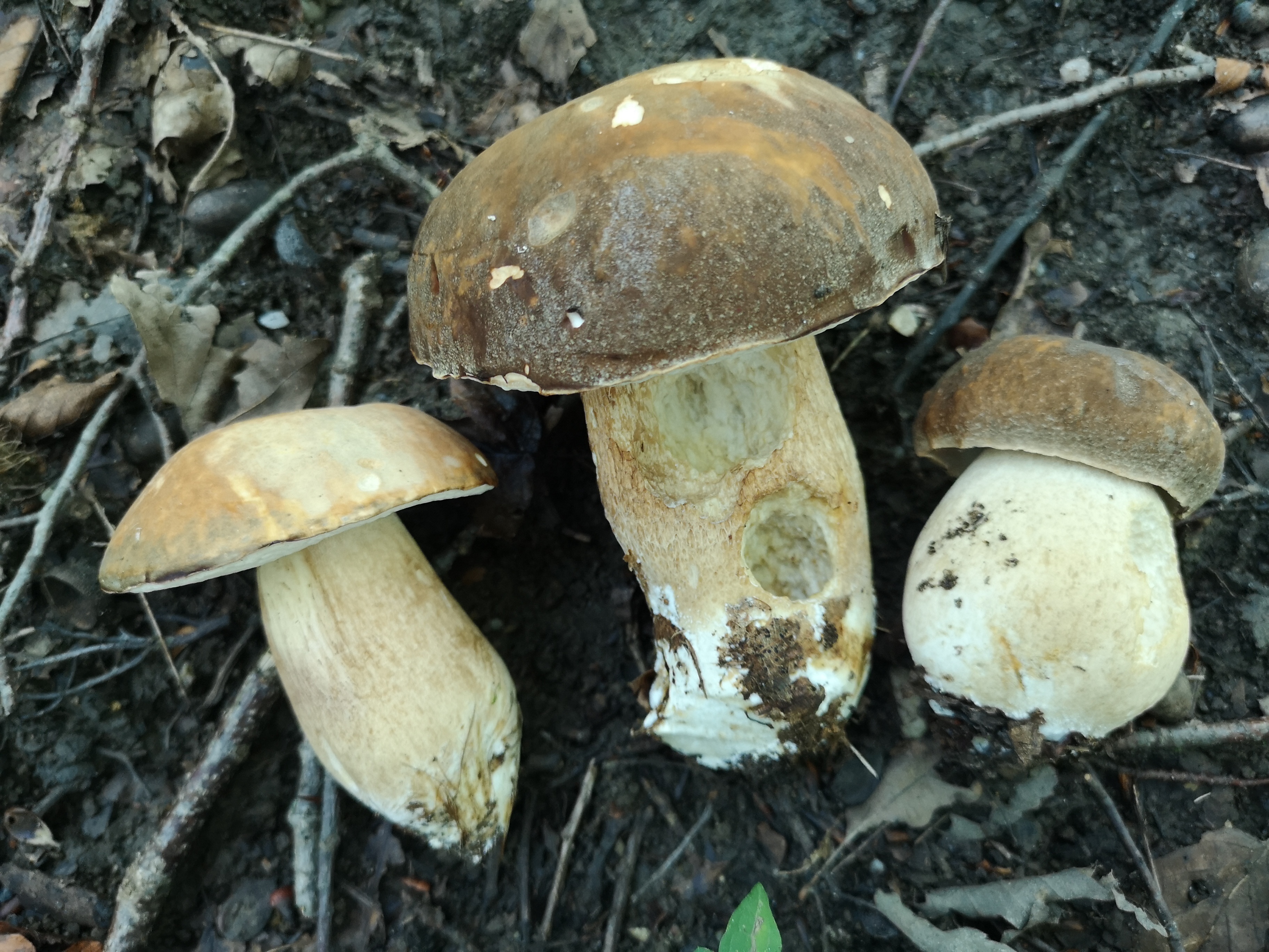 16112020212827 3907 art 246 boletus aereus2