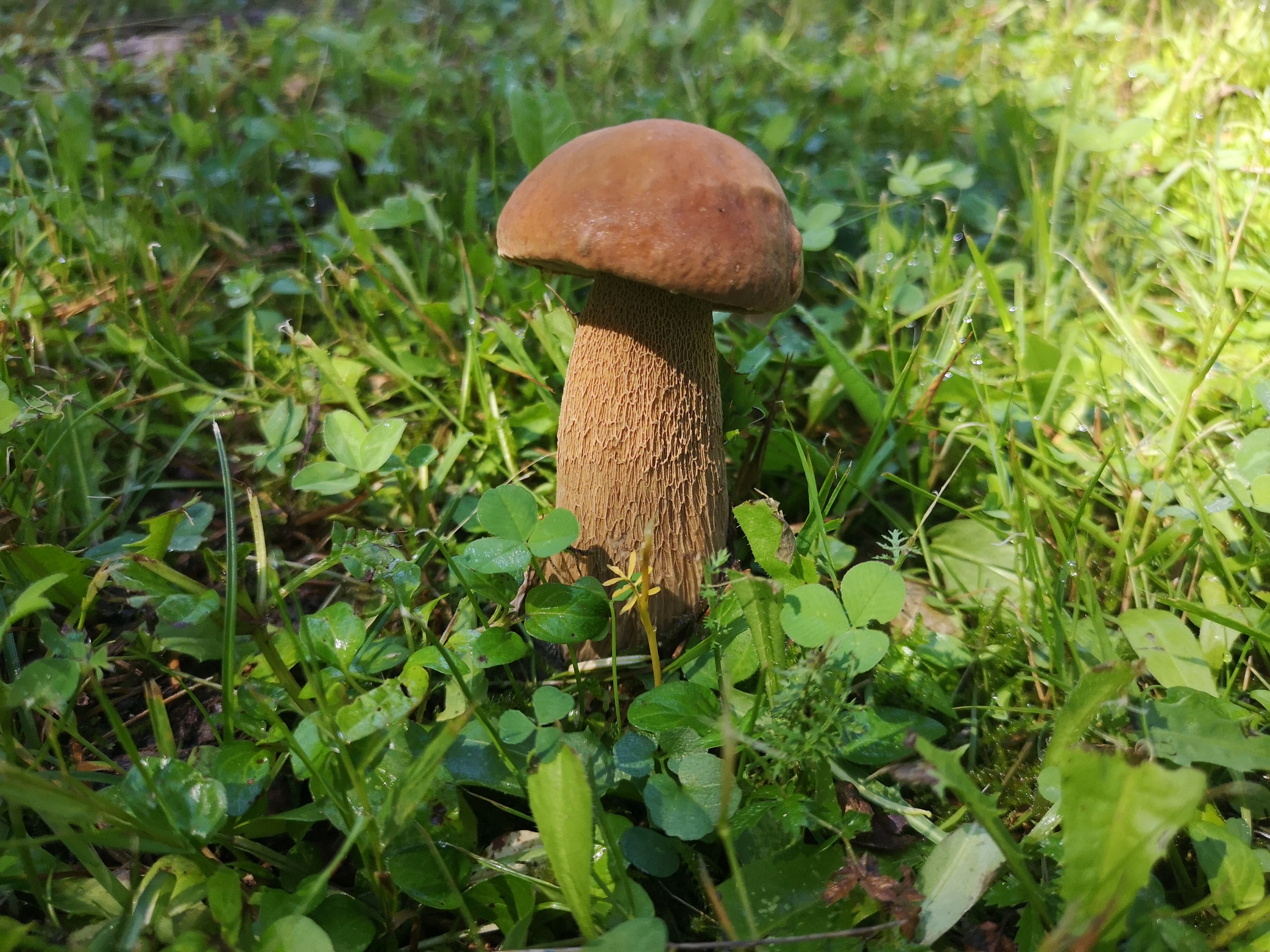 16112020213238 3908 art 724 boletus reticulatus