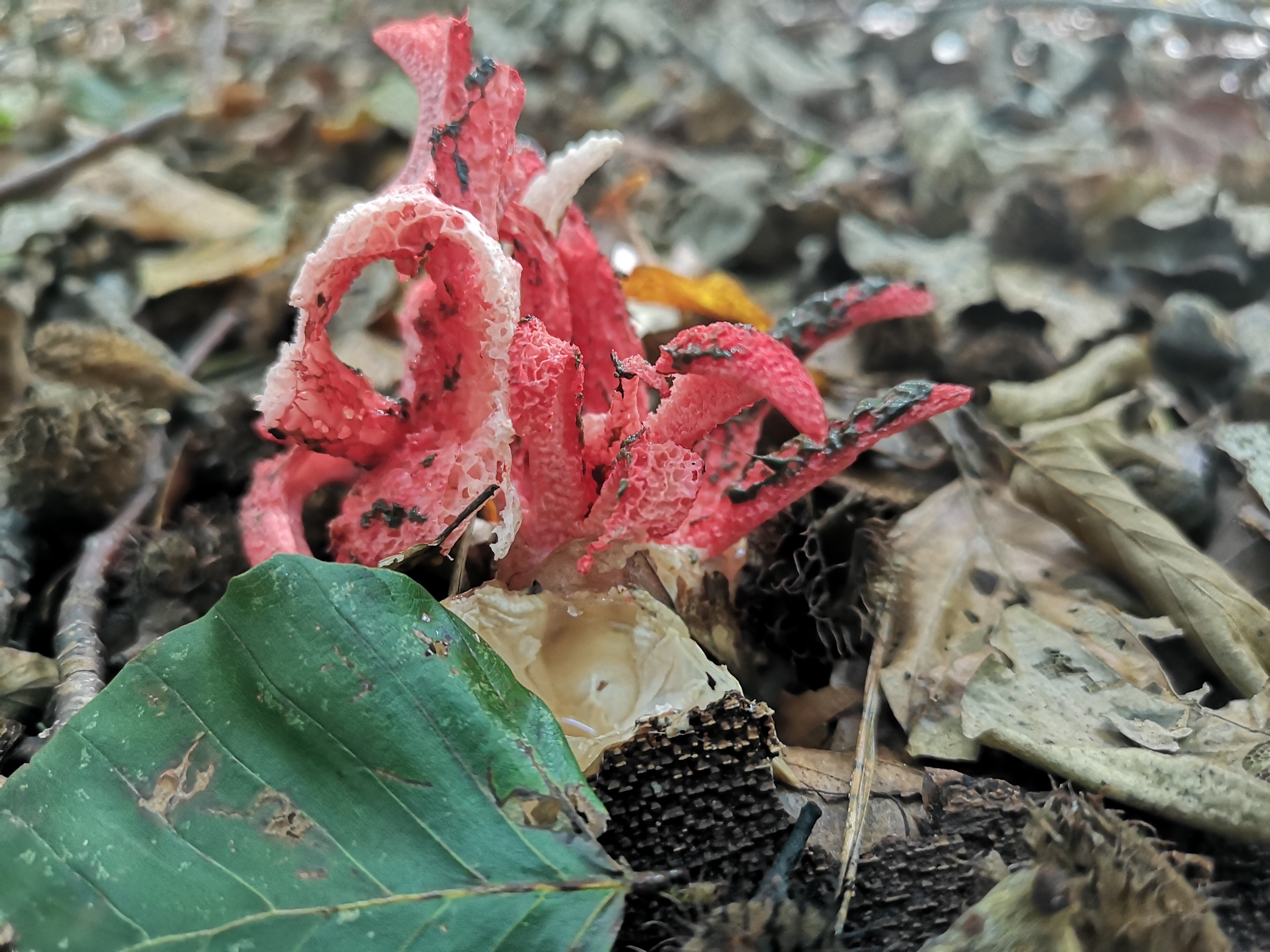 16112020213907 3911 art 1228 clathrus archeri