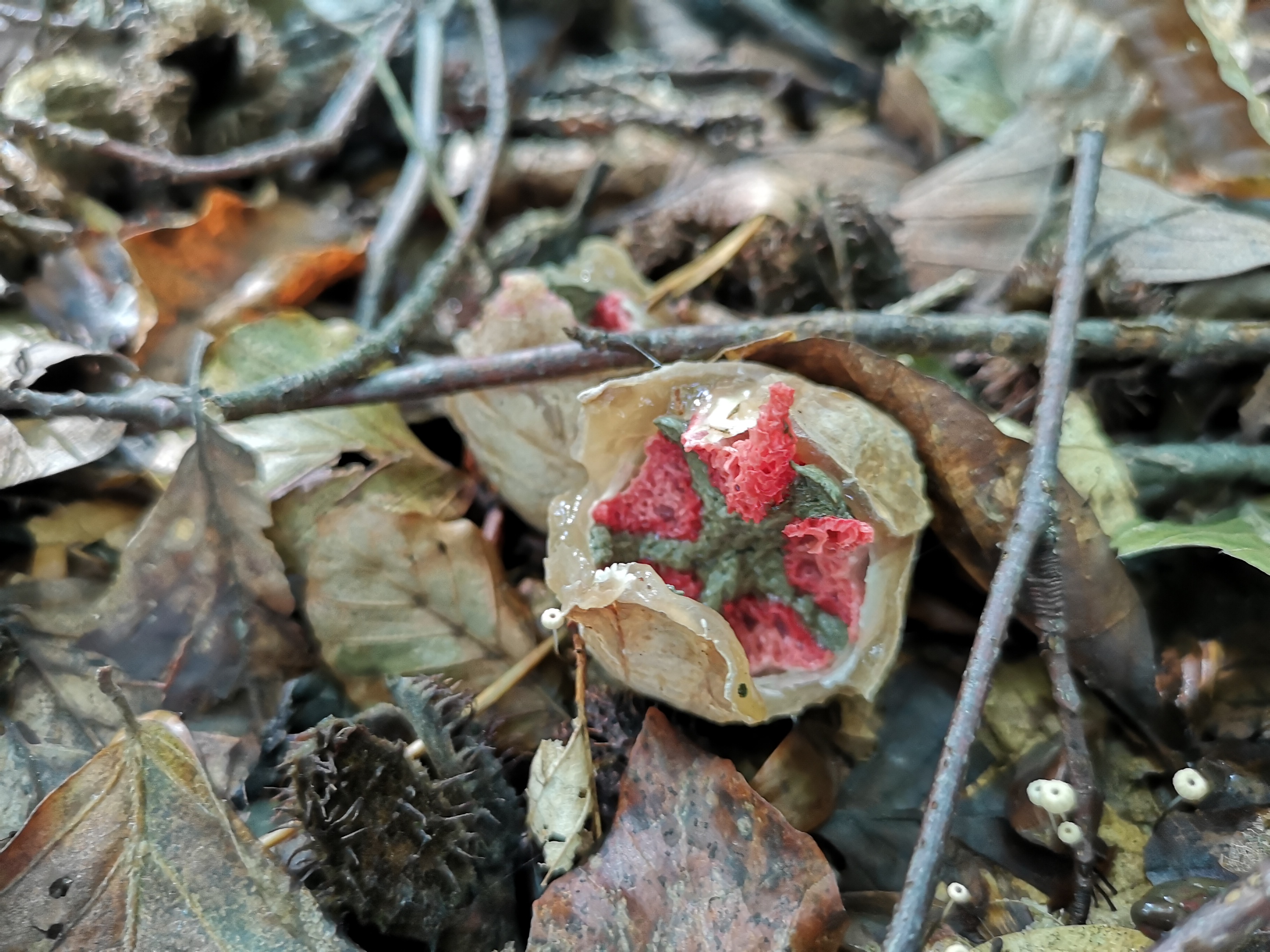 16112020213947 3912 art 1228 clathrus archeri2