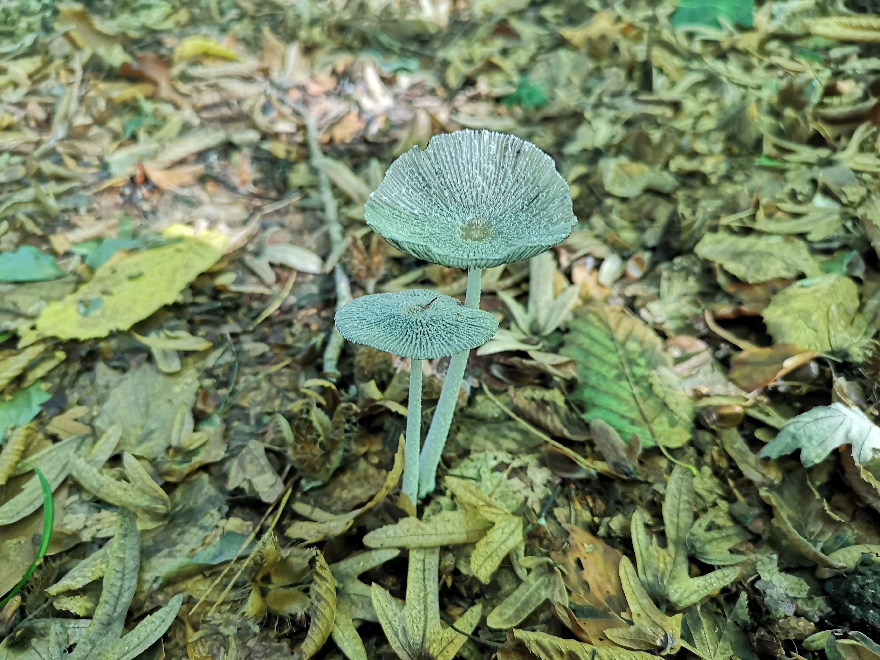16112020214111 3913 art 1971 coprinopsis lagopus