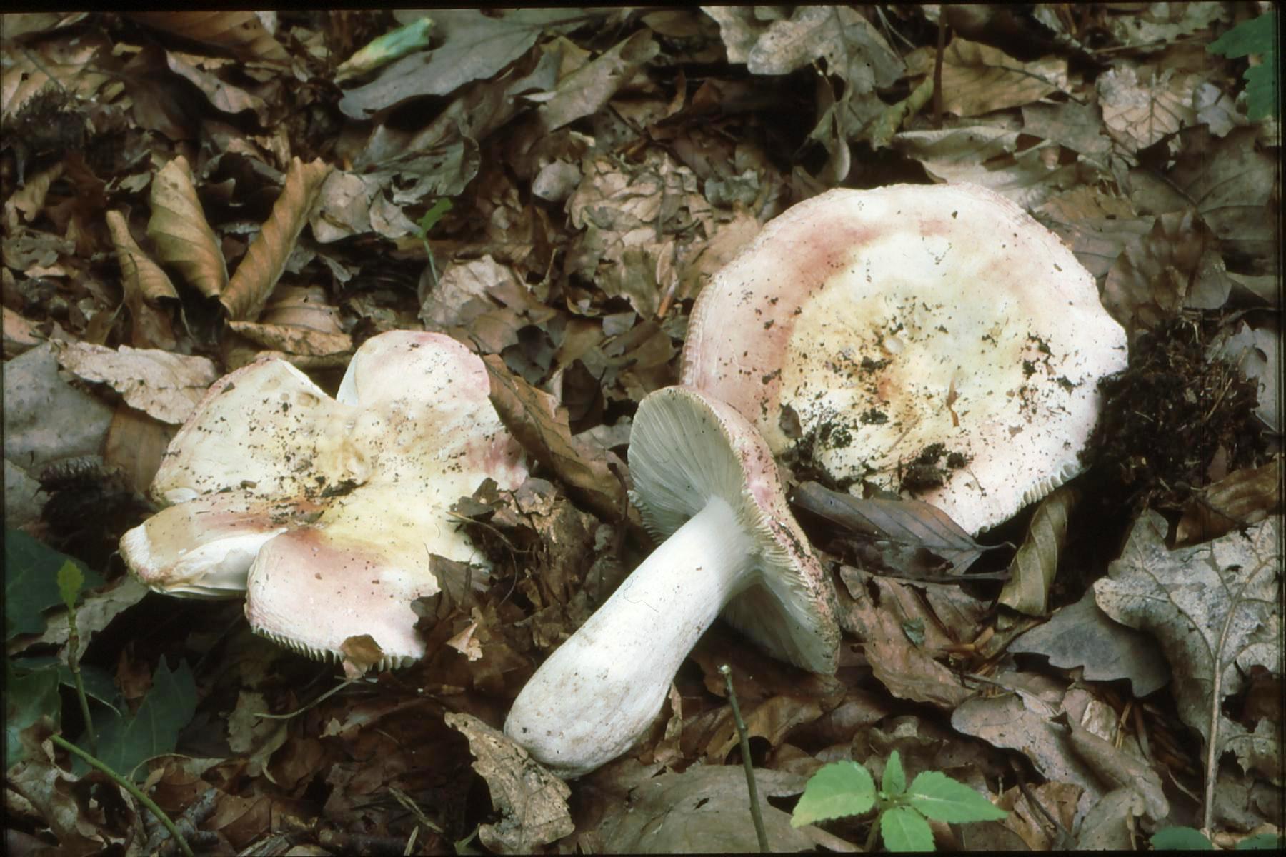 17022018112208 3397 art 2032 r. aurora