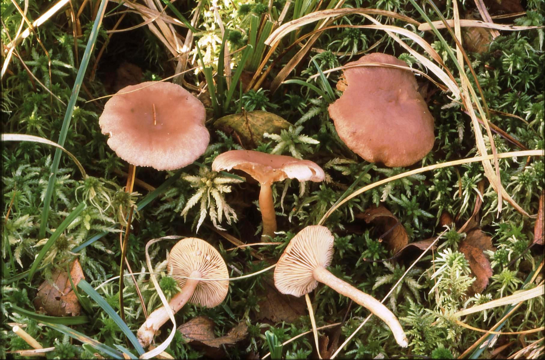 17022018163151 3406 art 2042 l. glysiosmus