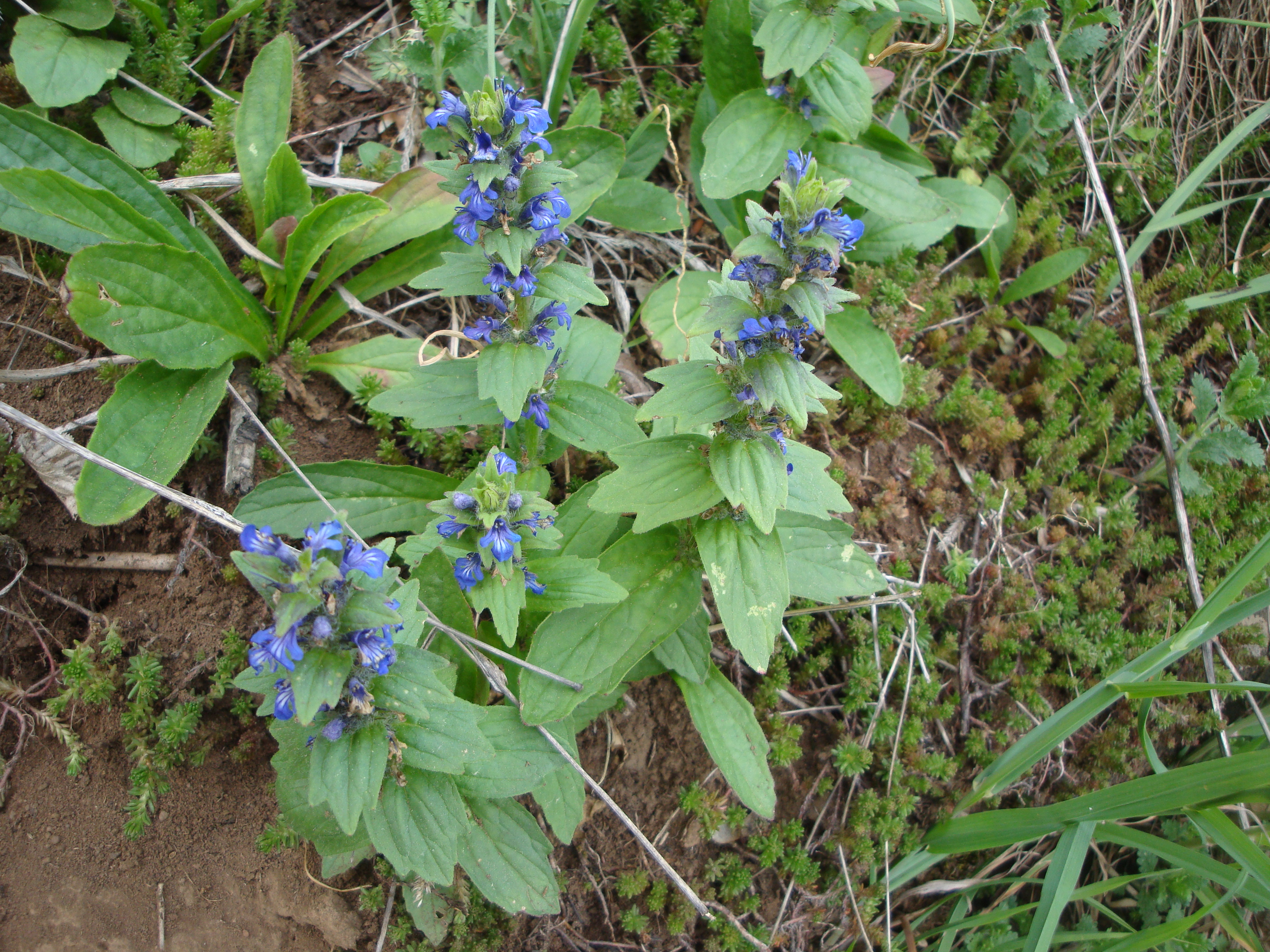 17042014001019 2307 art 1460 genfer gunsel