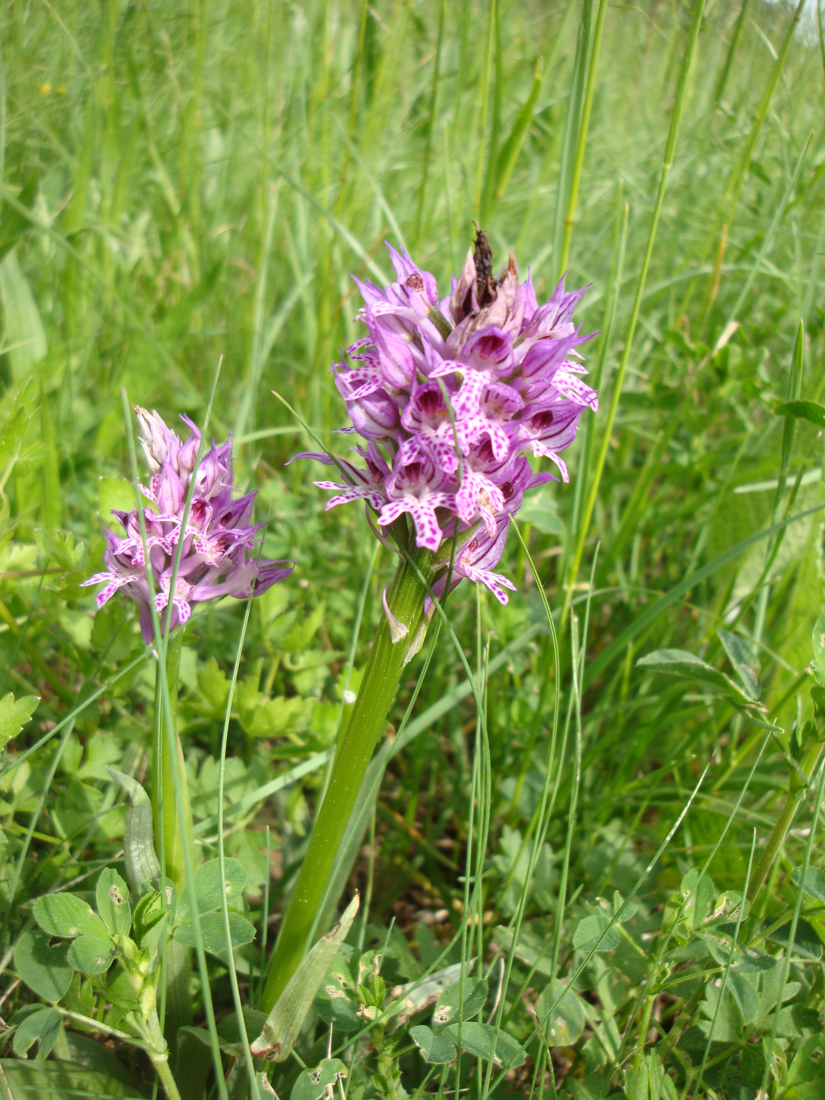 17042014001332 2308 art 1455 dsc02792