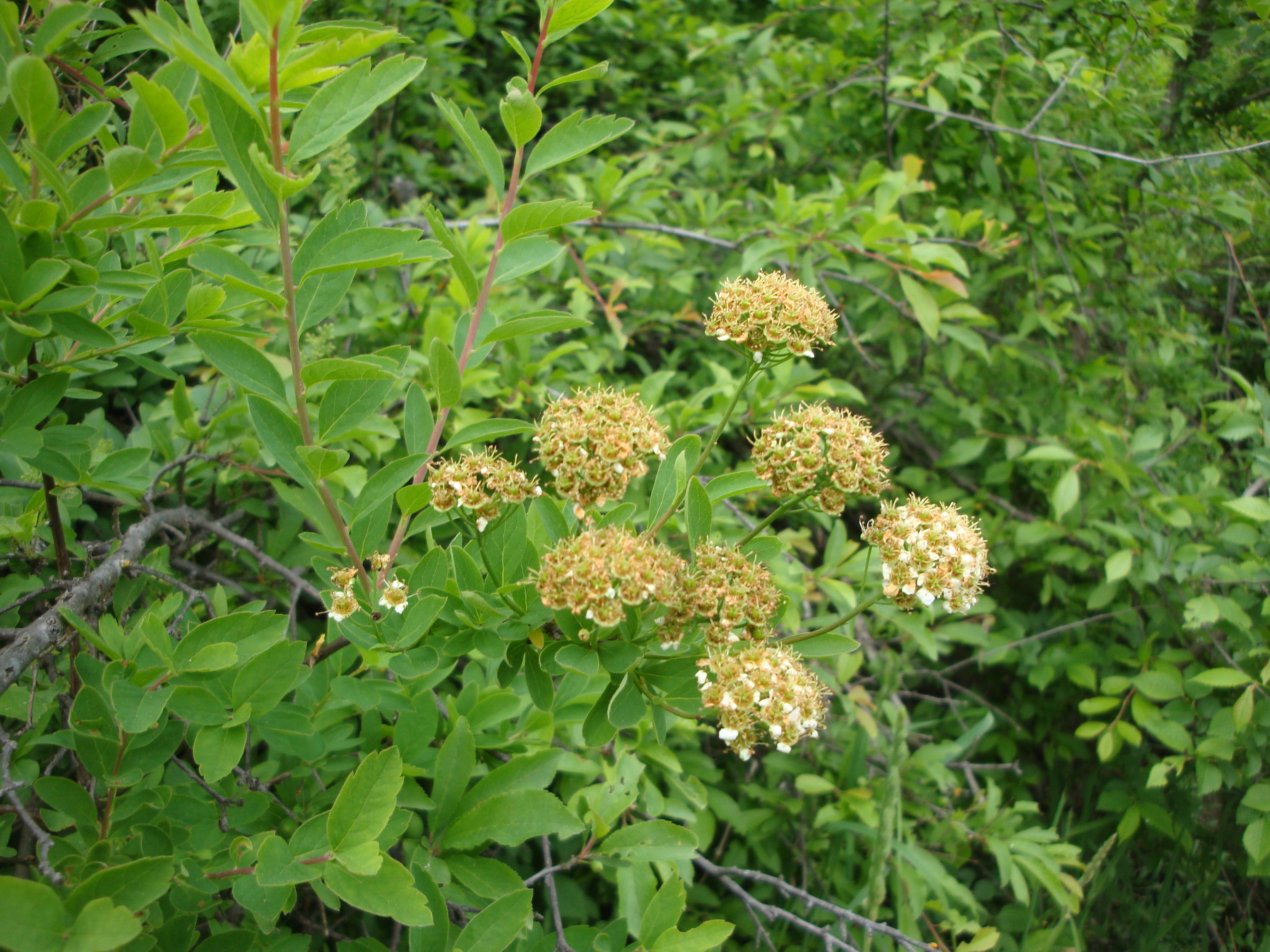 17042014002013 2309 art 1461 karpaten spierstaude