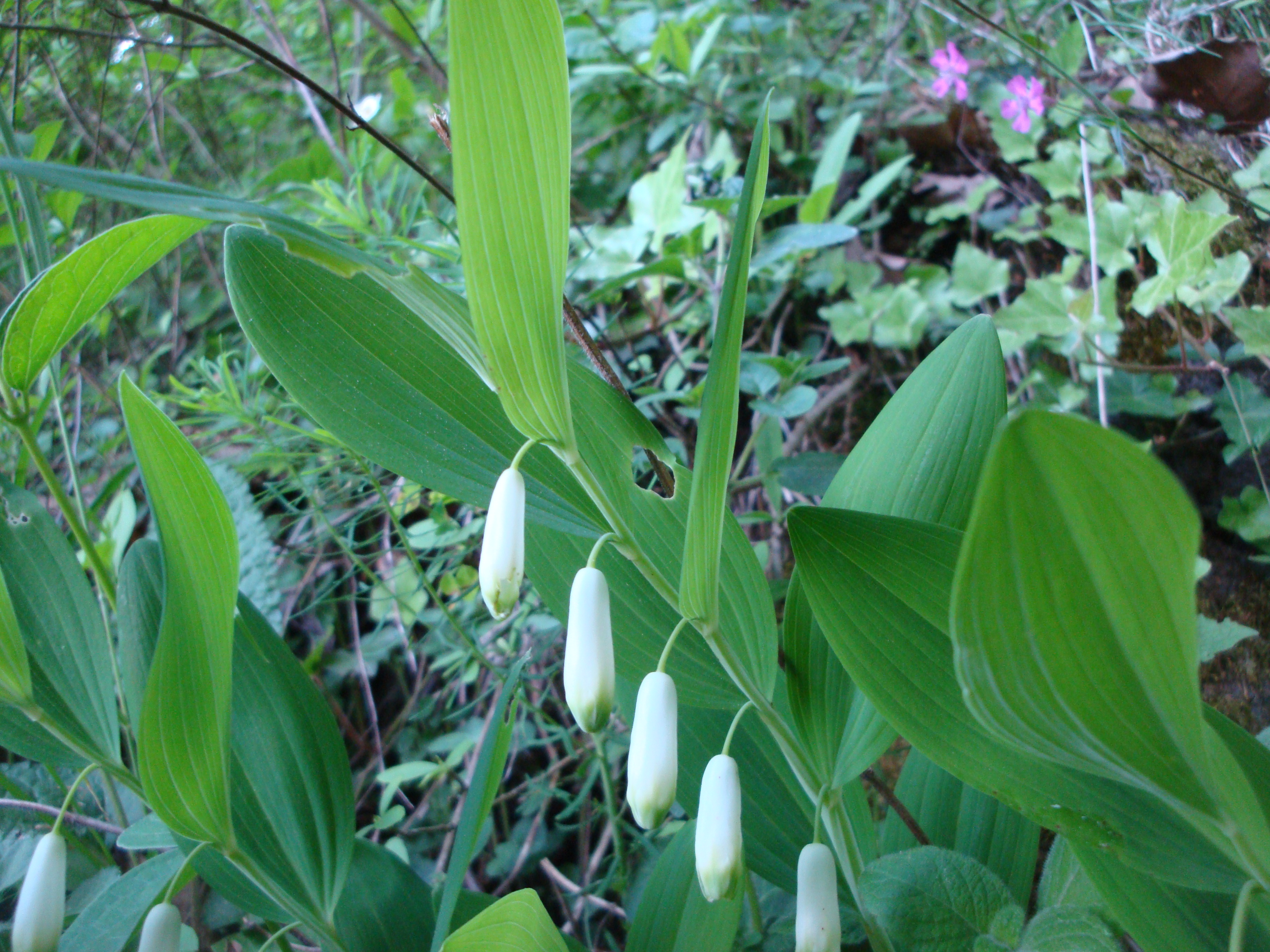 17042014002338 2310 art 1044 duftende weiswurz