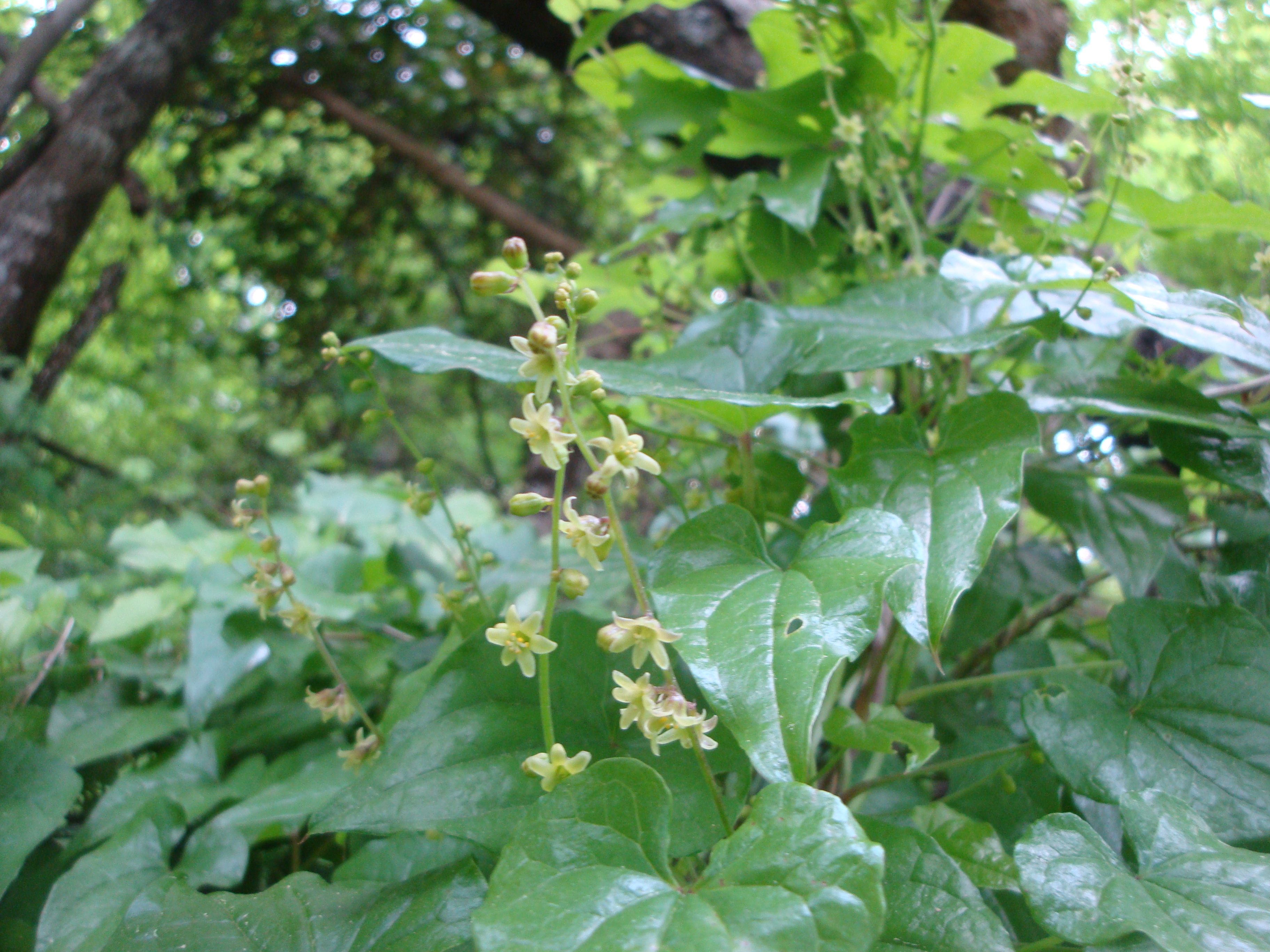 17042014003653 2311 art 1462 schmerwurz