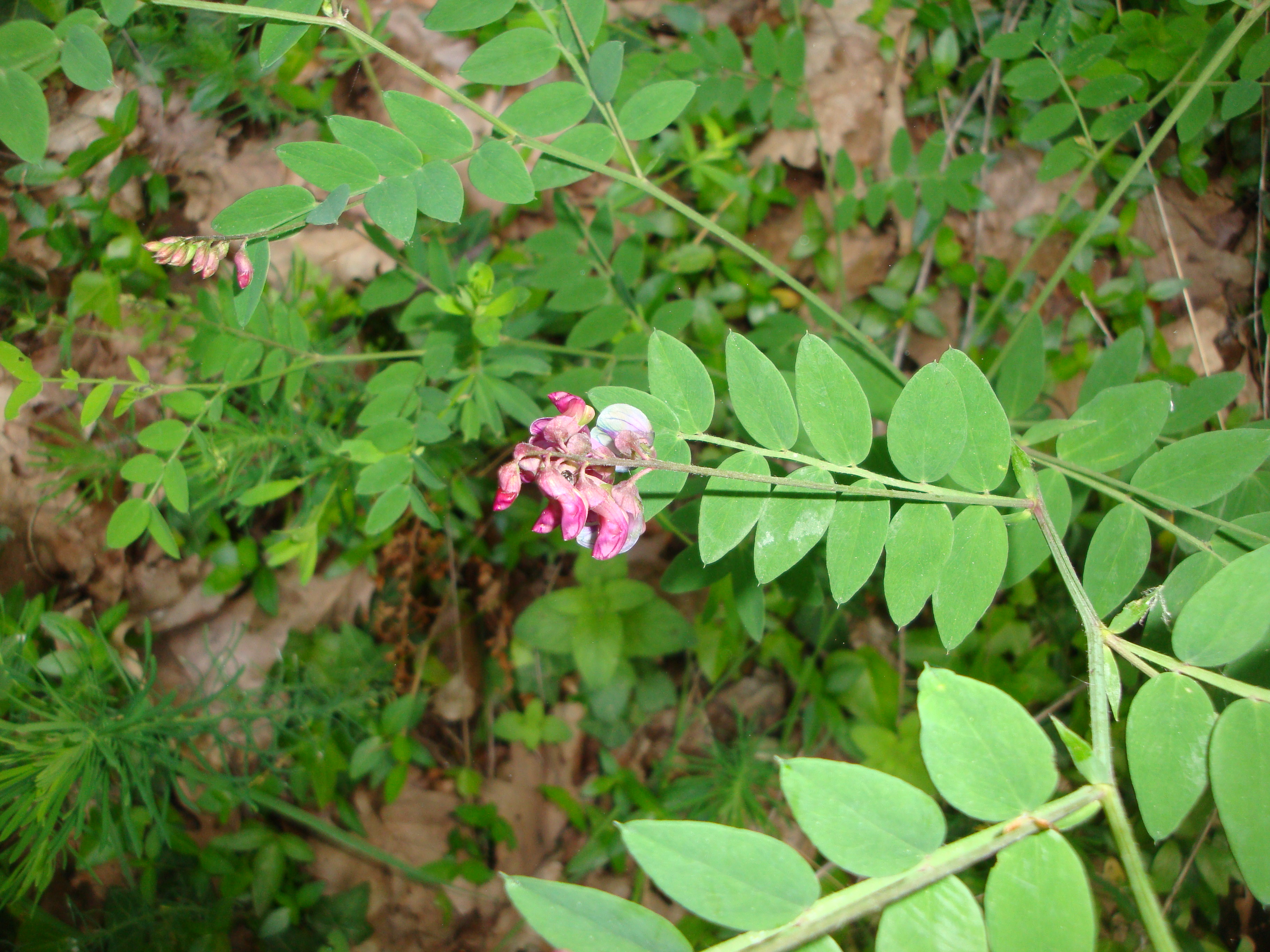 17042014003954 2312 art 1260 schwarze platterbse