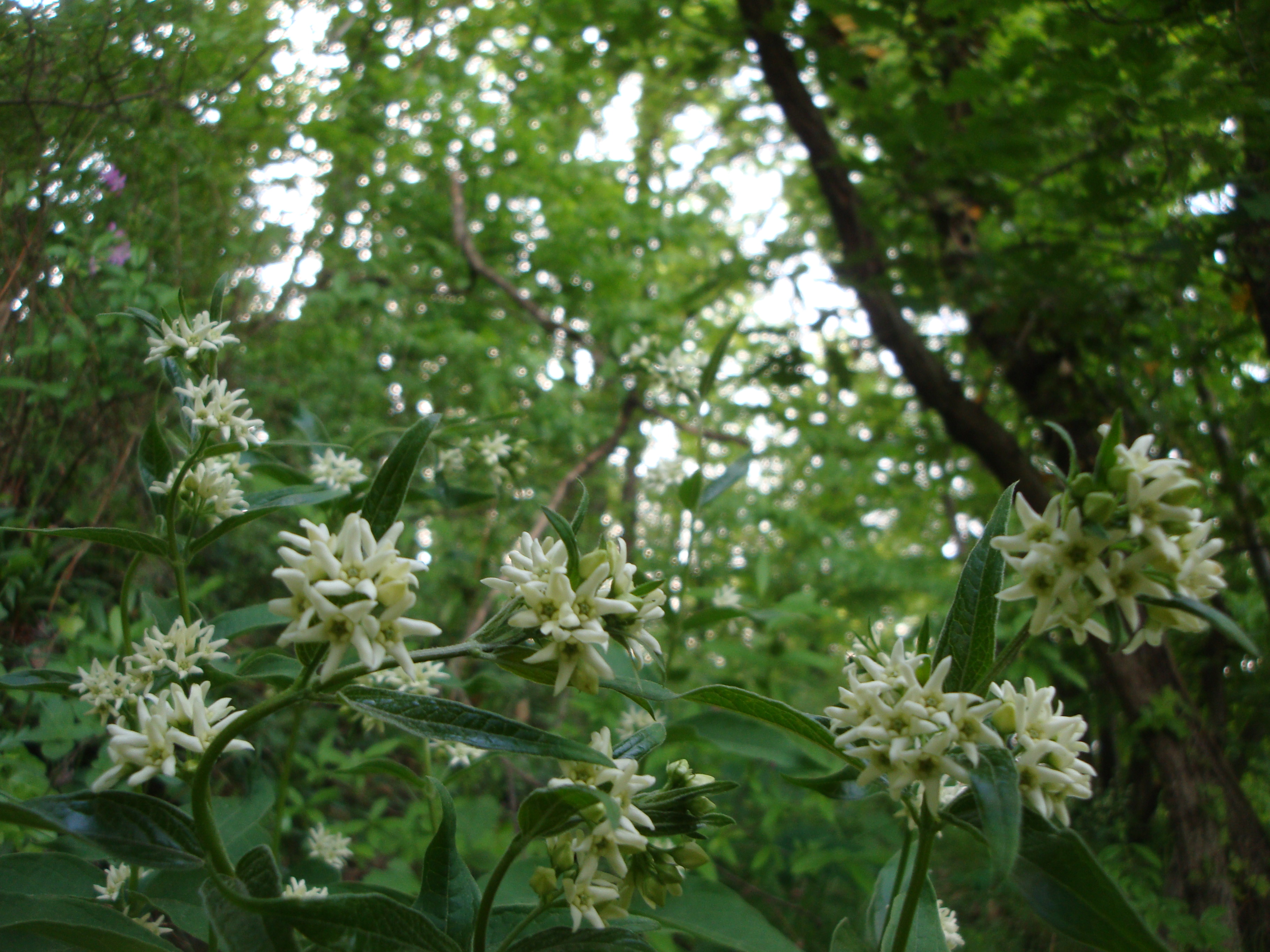 17042014004854 2313 art 1463 schwalbenwurz1