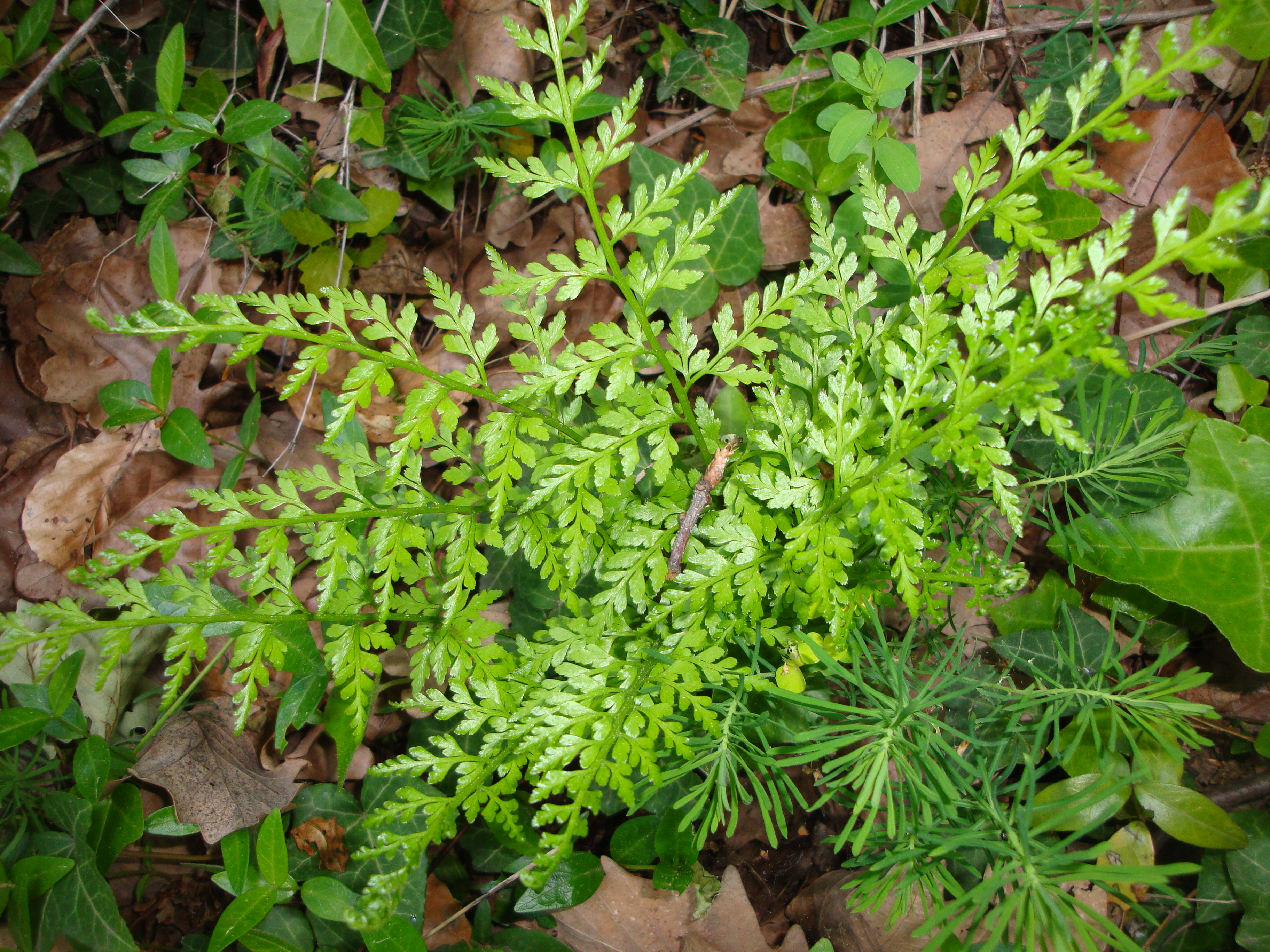 17042014005233 2314 art 1041 immergruner streifenfarn