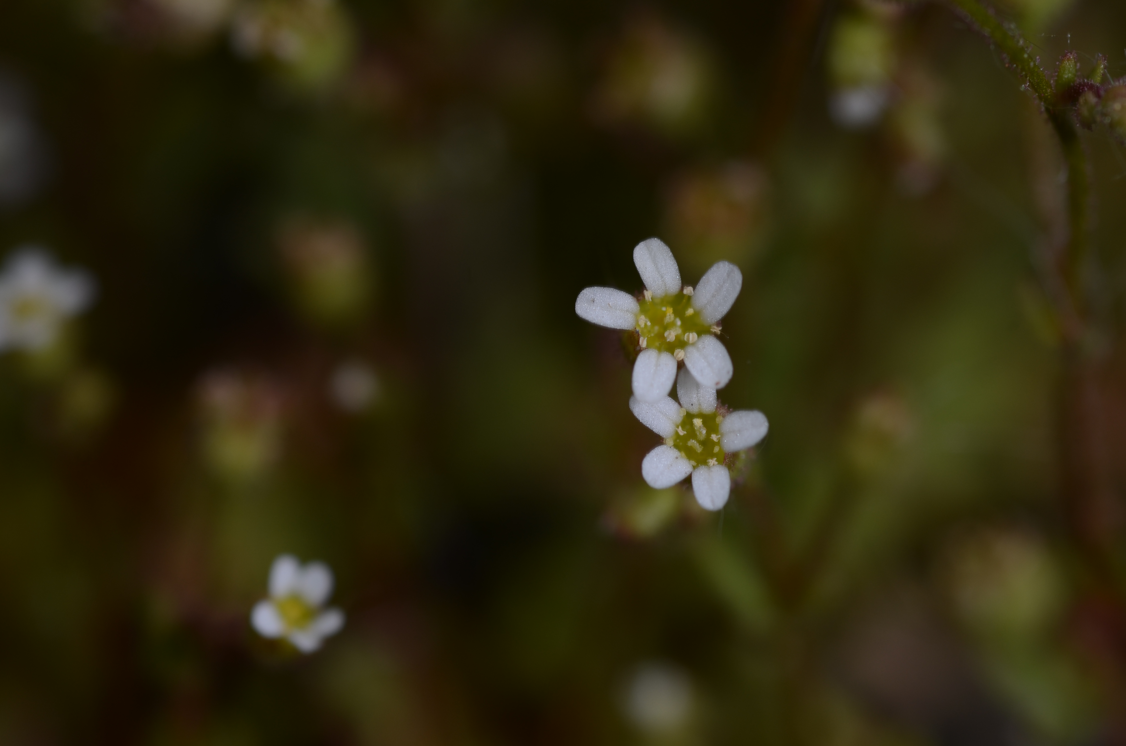 17042014192730 2322 art 1467 dsc 3494