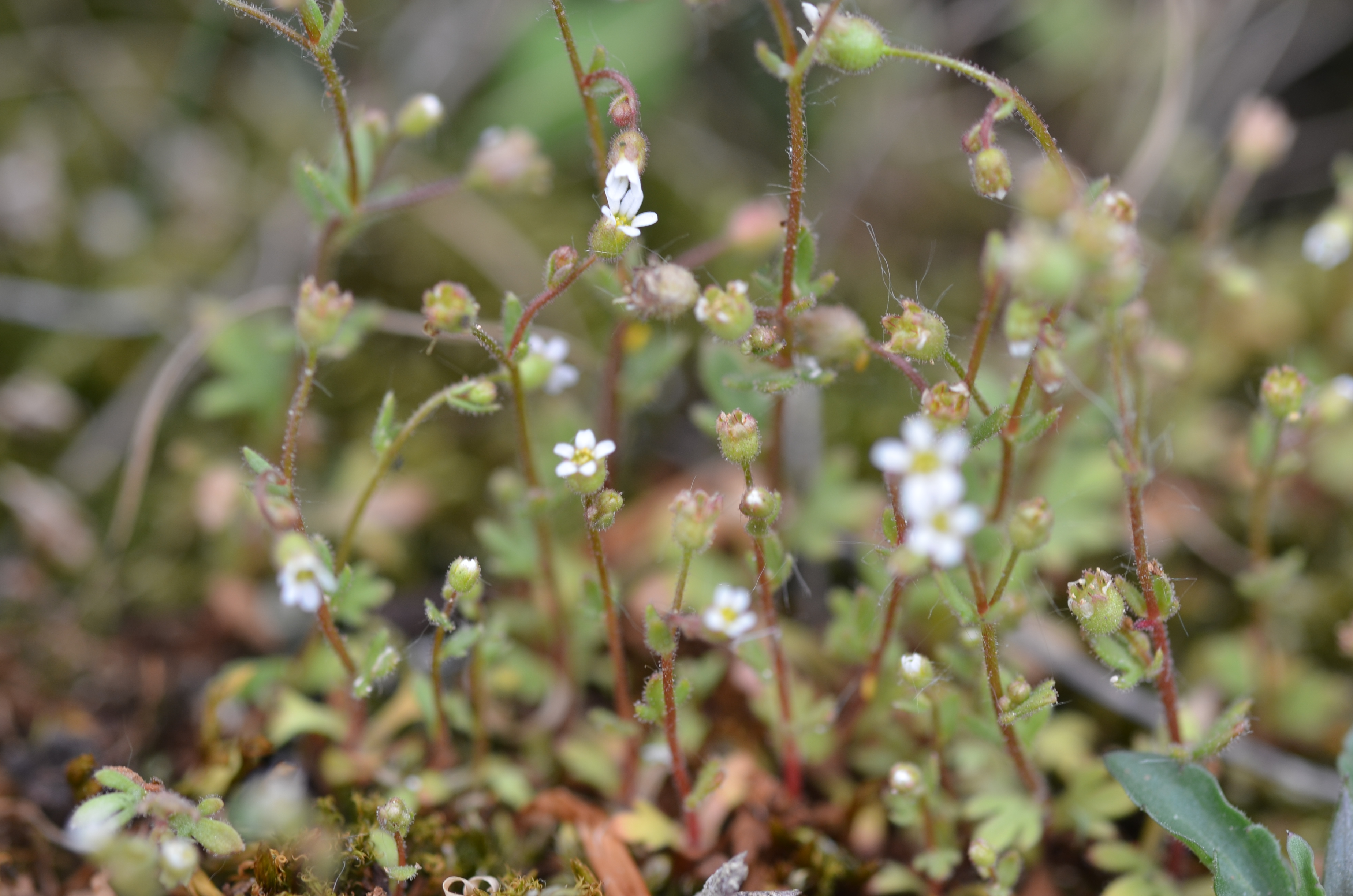 17042014192945 2323 art 1467 dsc 3495