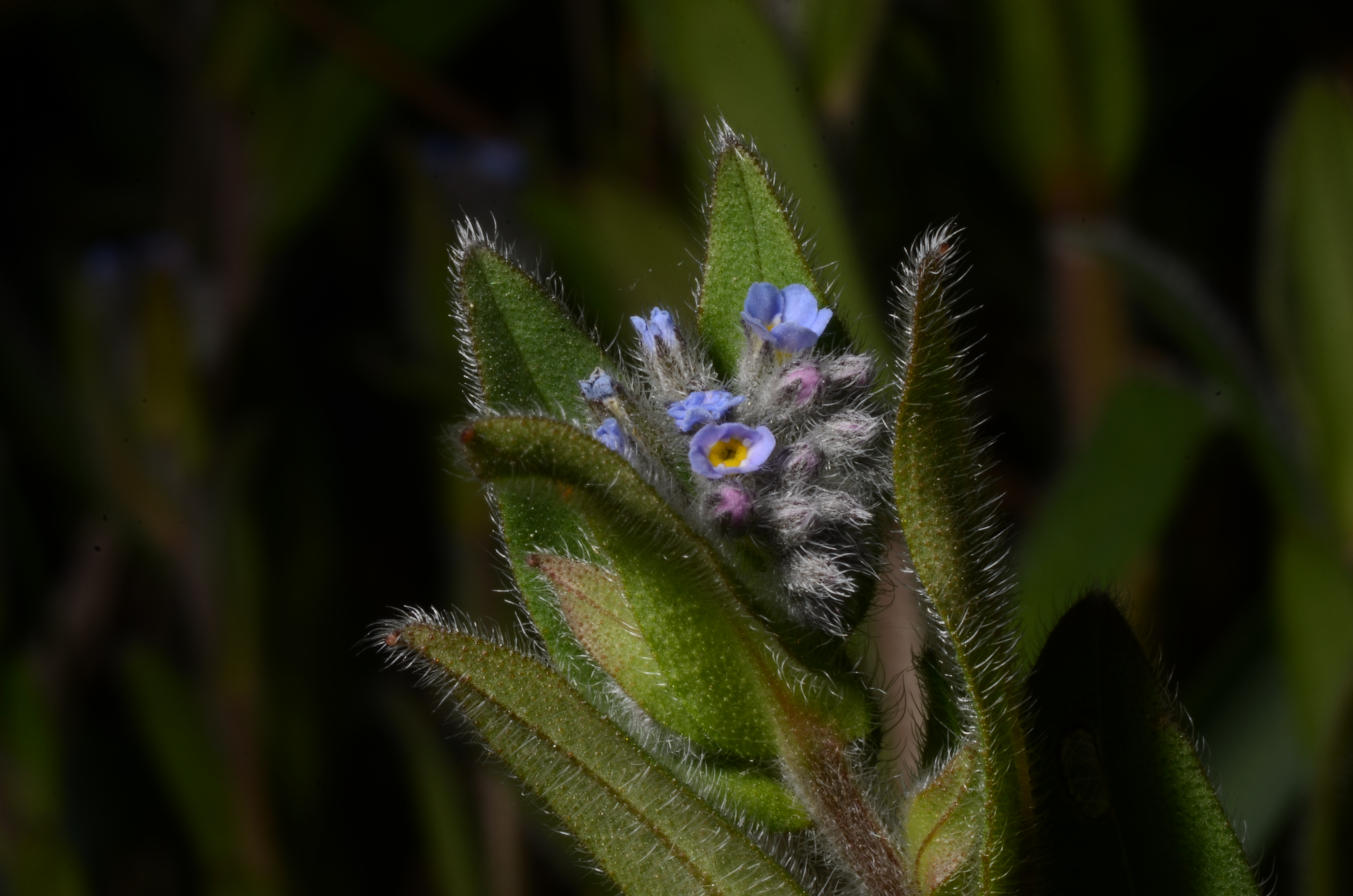 17042014194701 2324 art 1468 dsc 3501