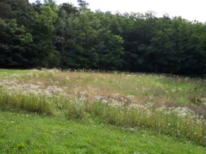 17052013081616 491 lebensraum 1129 1983198