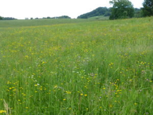 17052013082312 493 lebensraum 1121 p1020128