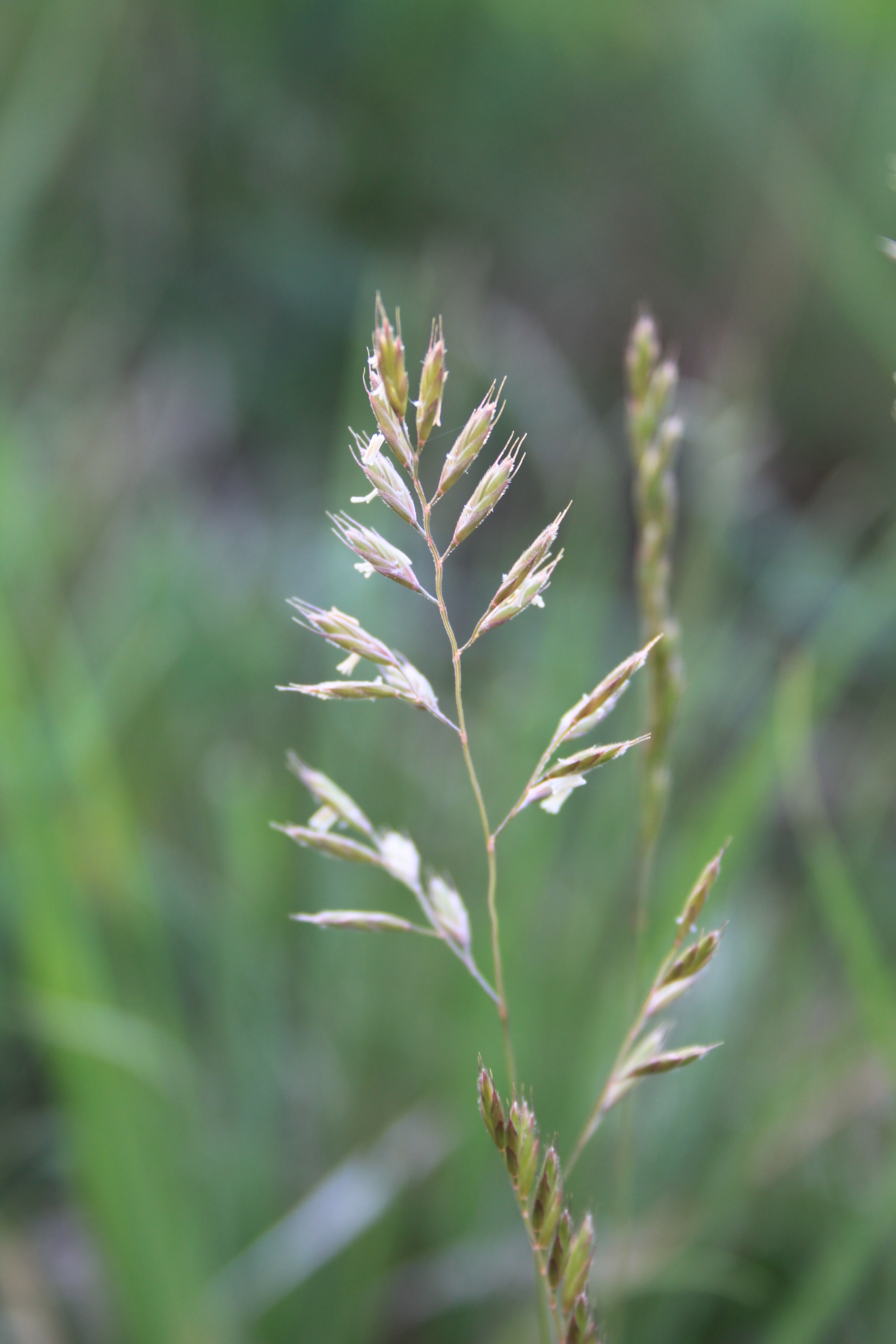 17052013084504 498 art 536 festuca rupicola