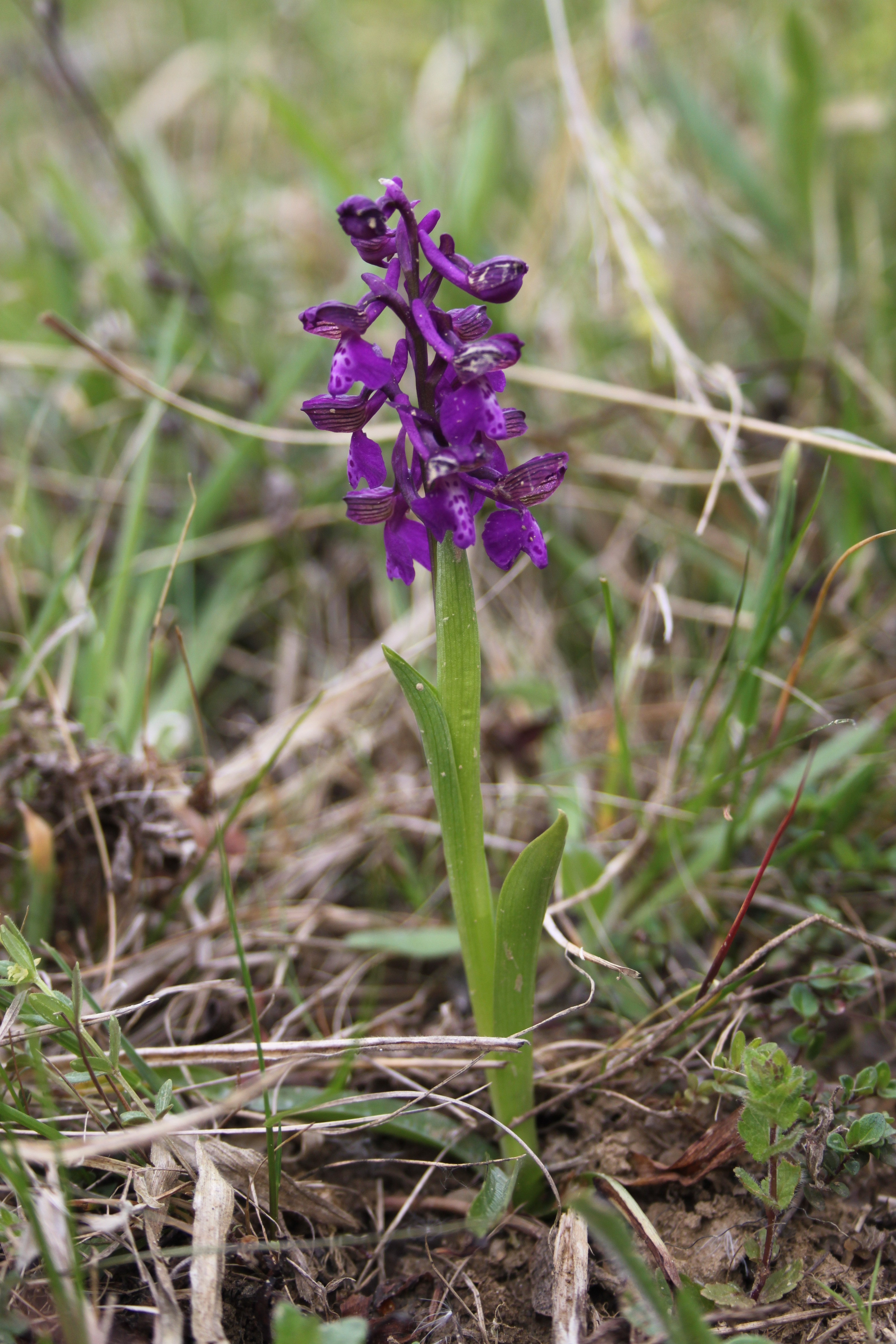 17052013085257 499 art 537 orchis morio 6