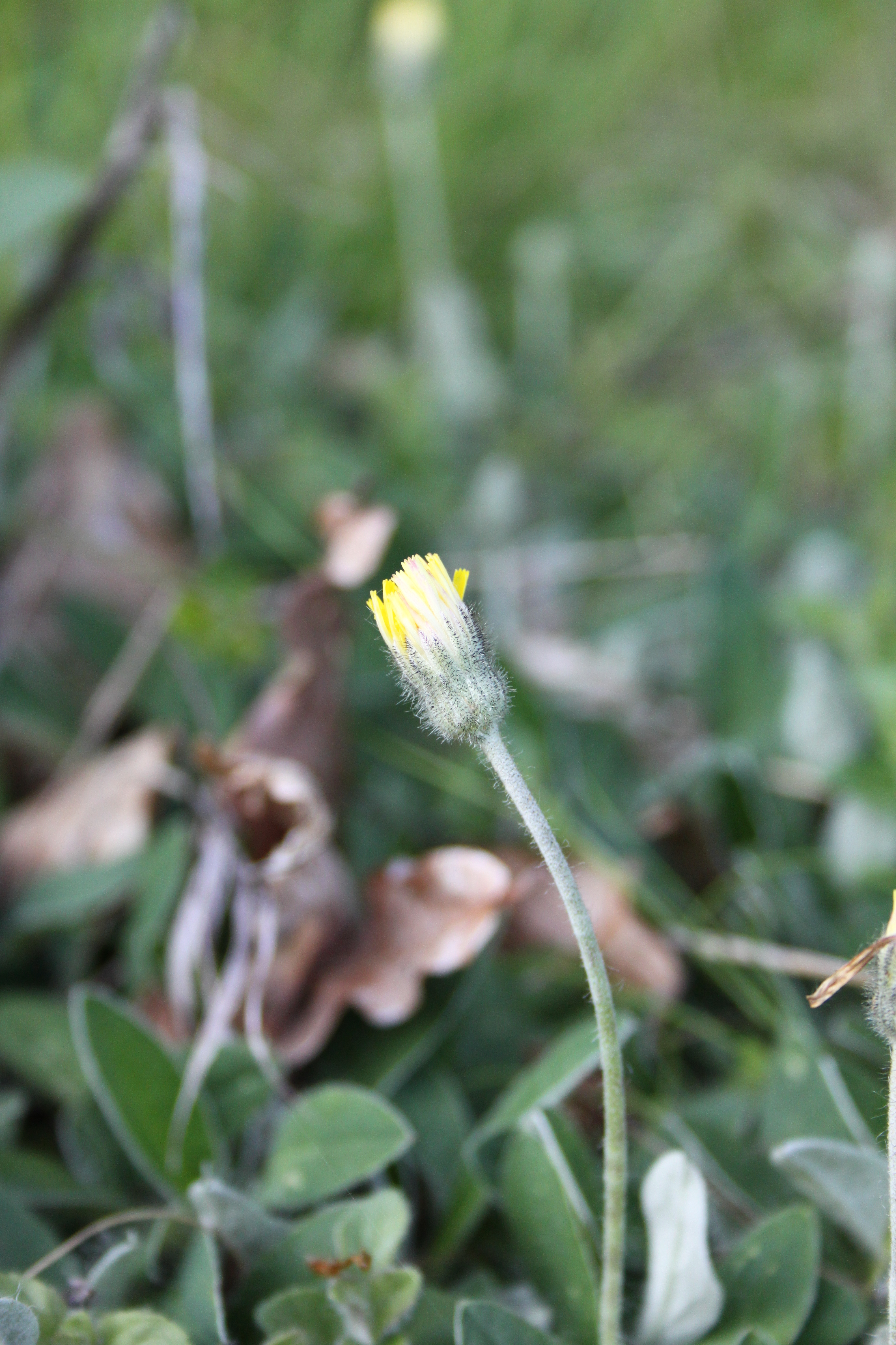 17052013090114 500 art 538 hieracium pilosella 2
