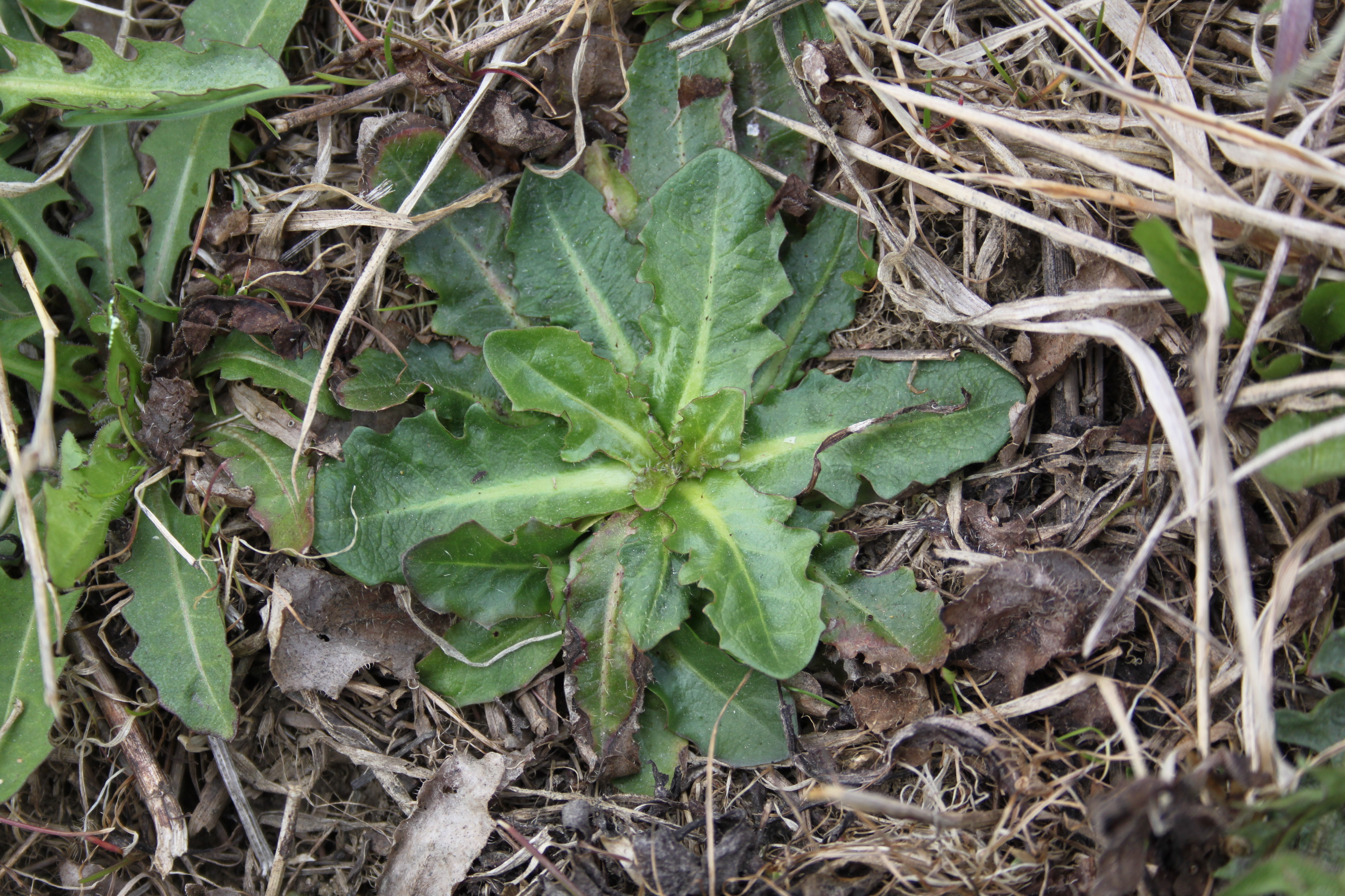 17052013090654 501 art 539 hypochoeris radicata