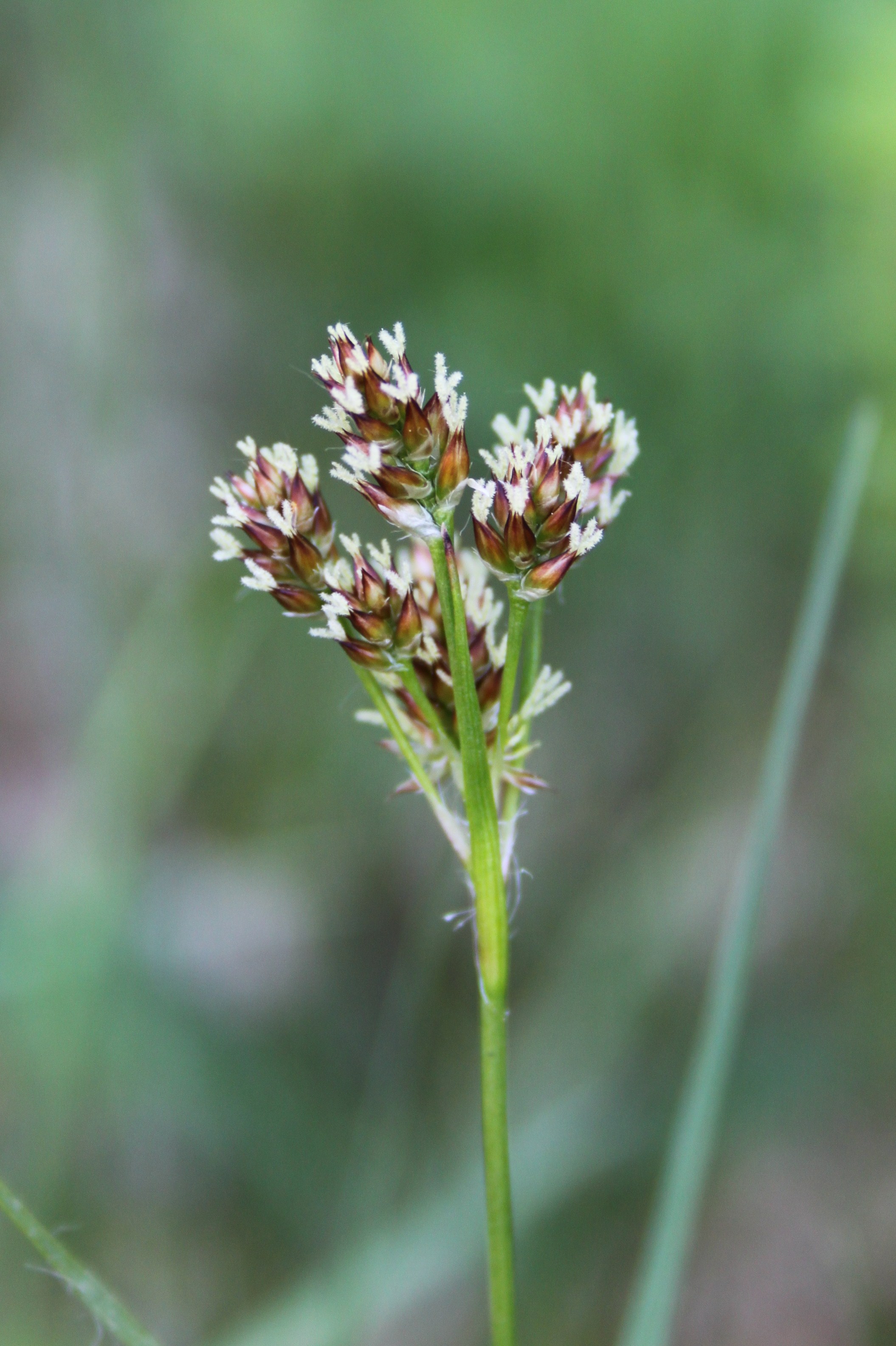 17052013094201 504 art 544 luzula campestris