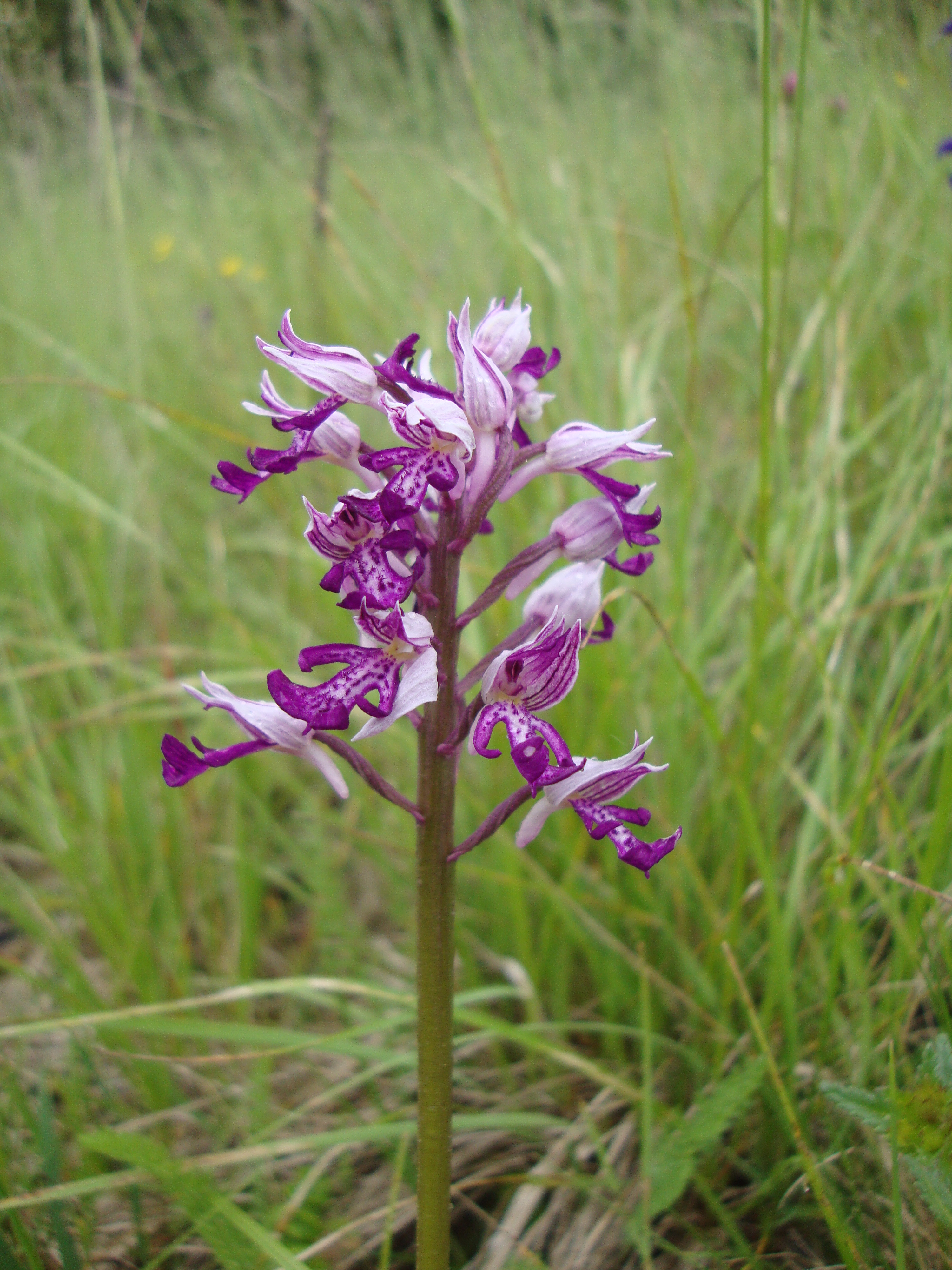 17052013102406 507 art 551 orchis militaris 3
