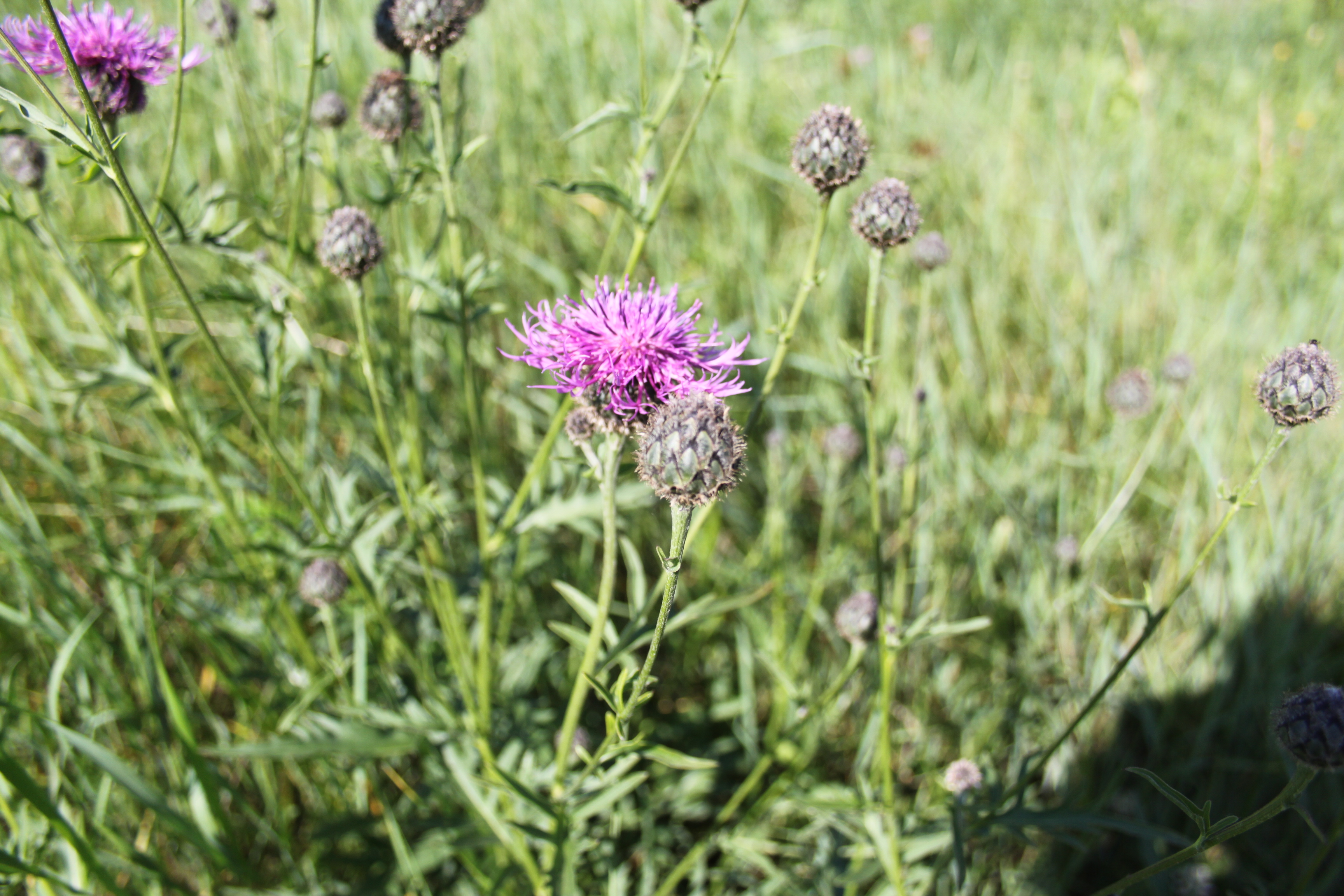 17052013104513 508 art 552 centaurea scabiosa 2