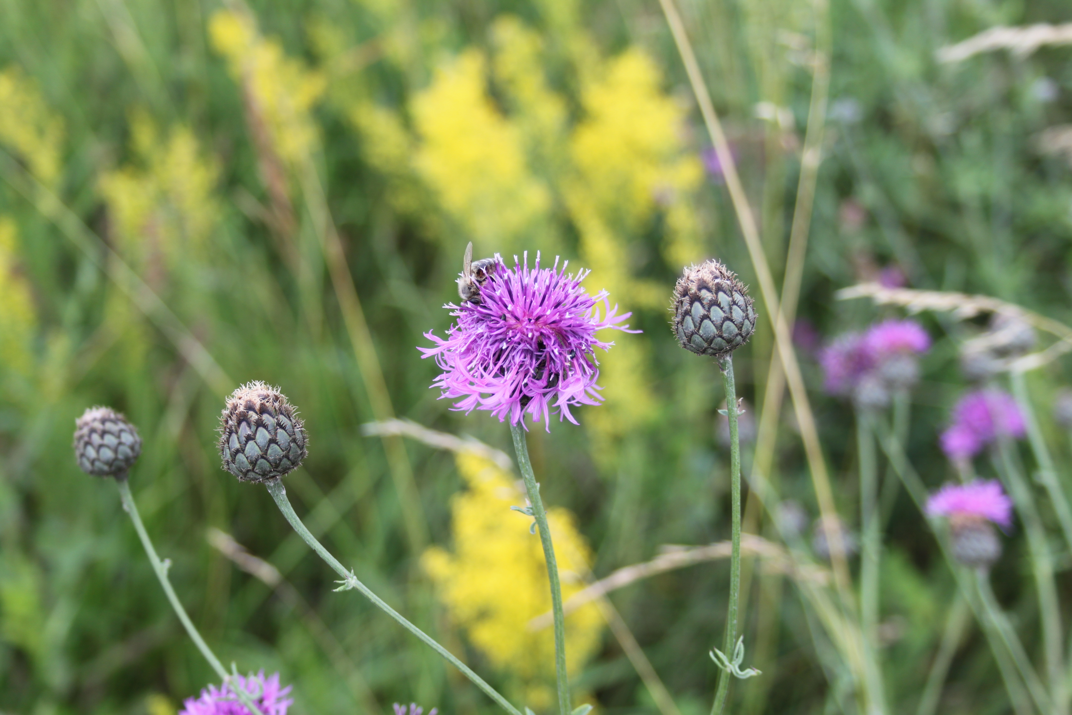 17052013105014 509 art 552 centaurea scabiosa