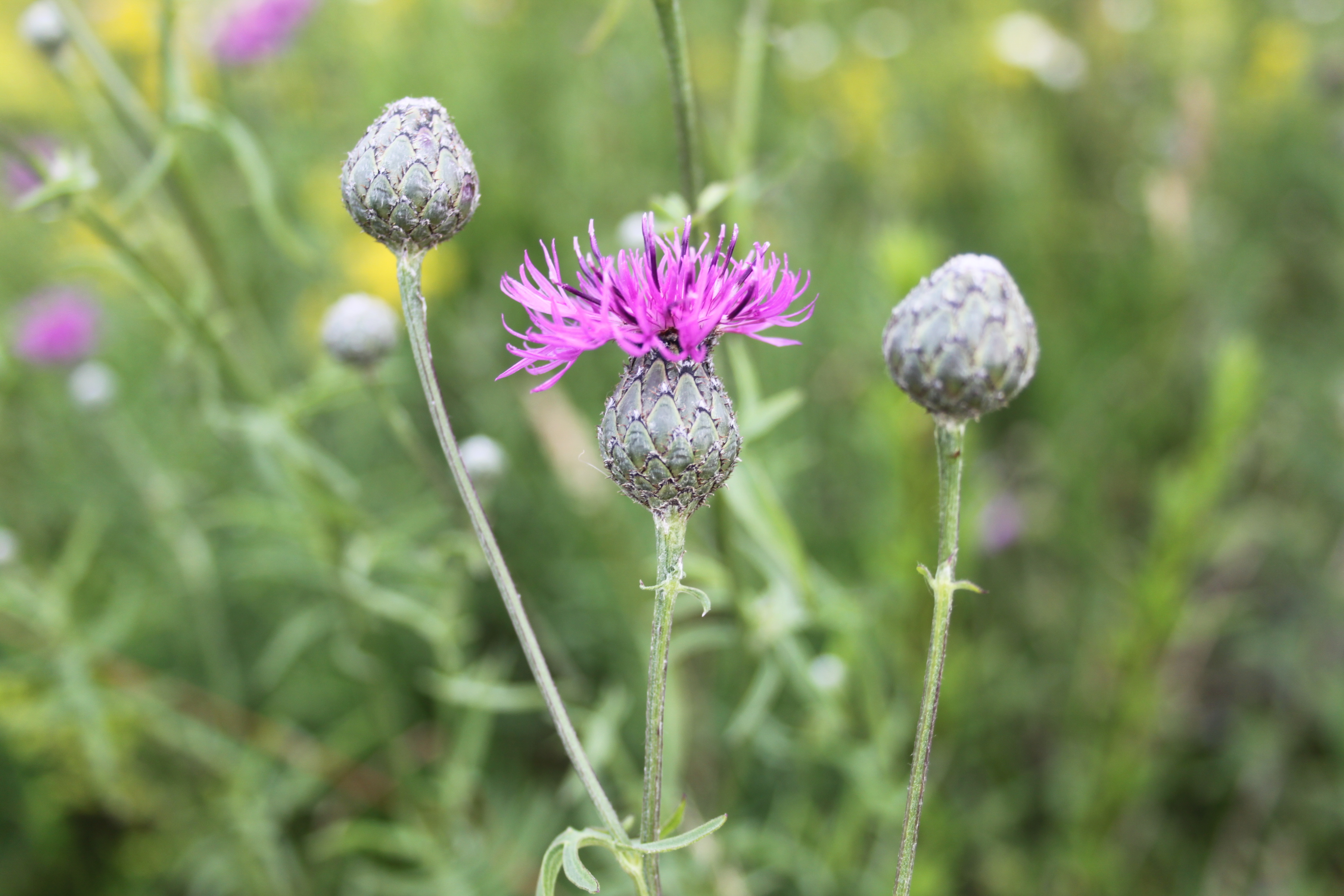 17052013105252 510 art 552 centaurea scabiosa 7