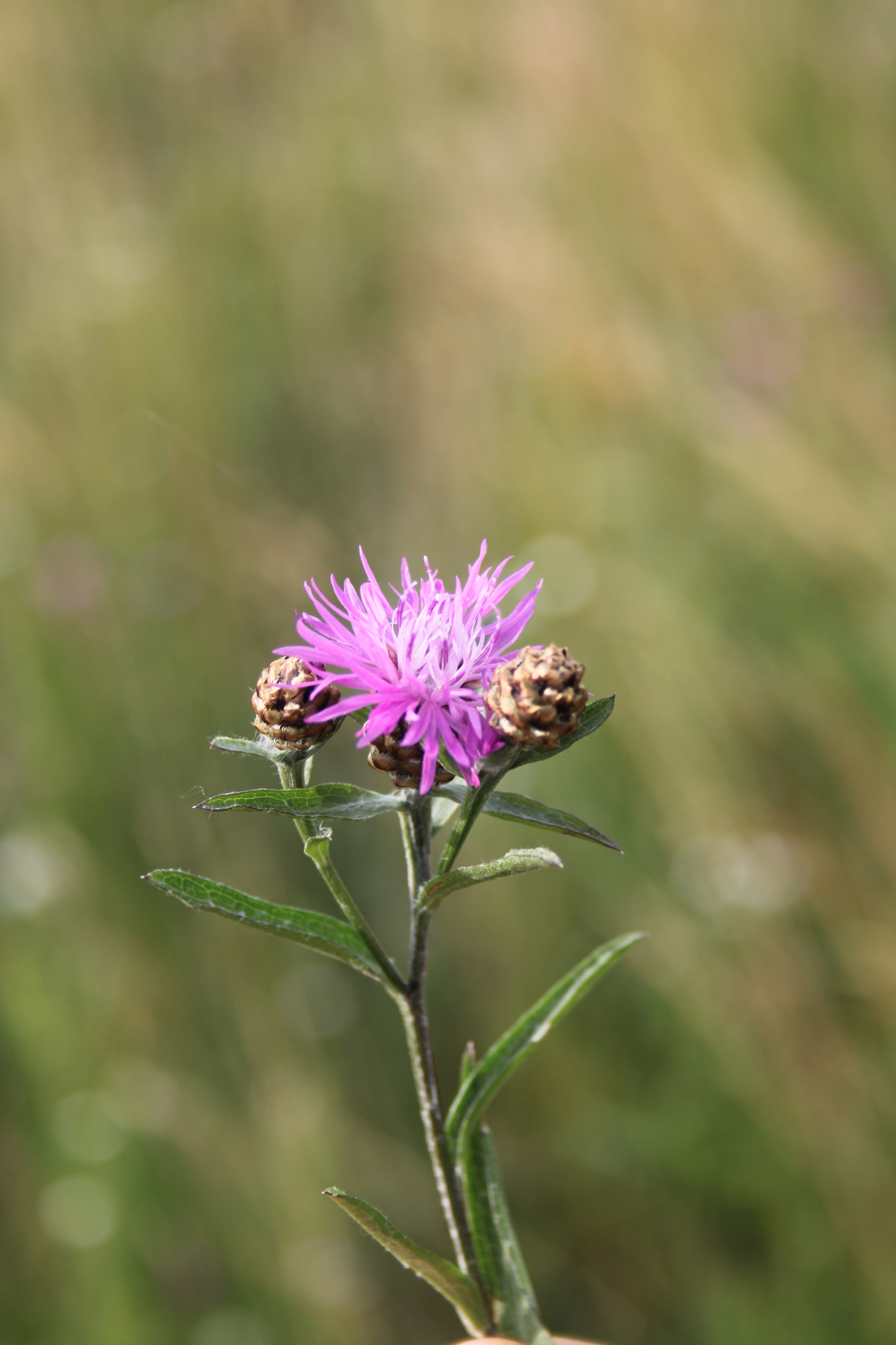 17052013105920 511 art 496 centaurea jacea angustifolia 3