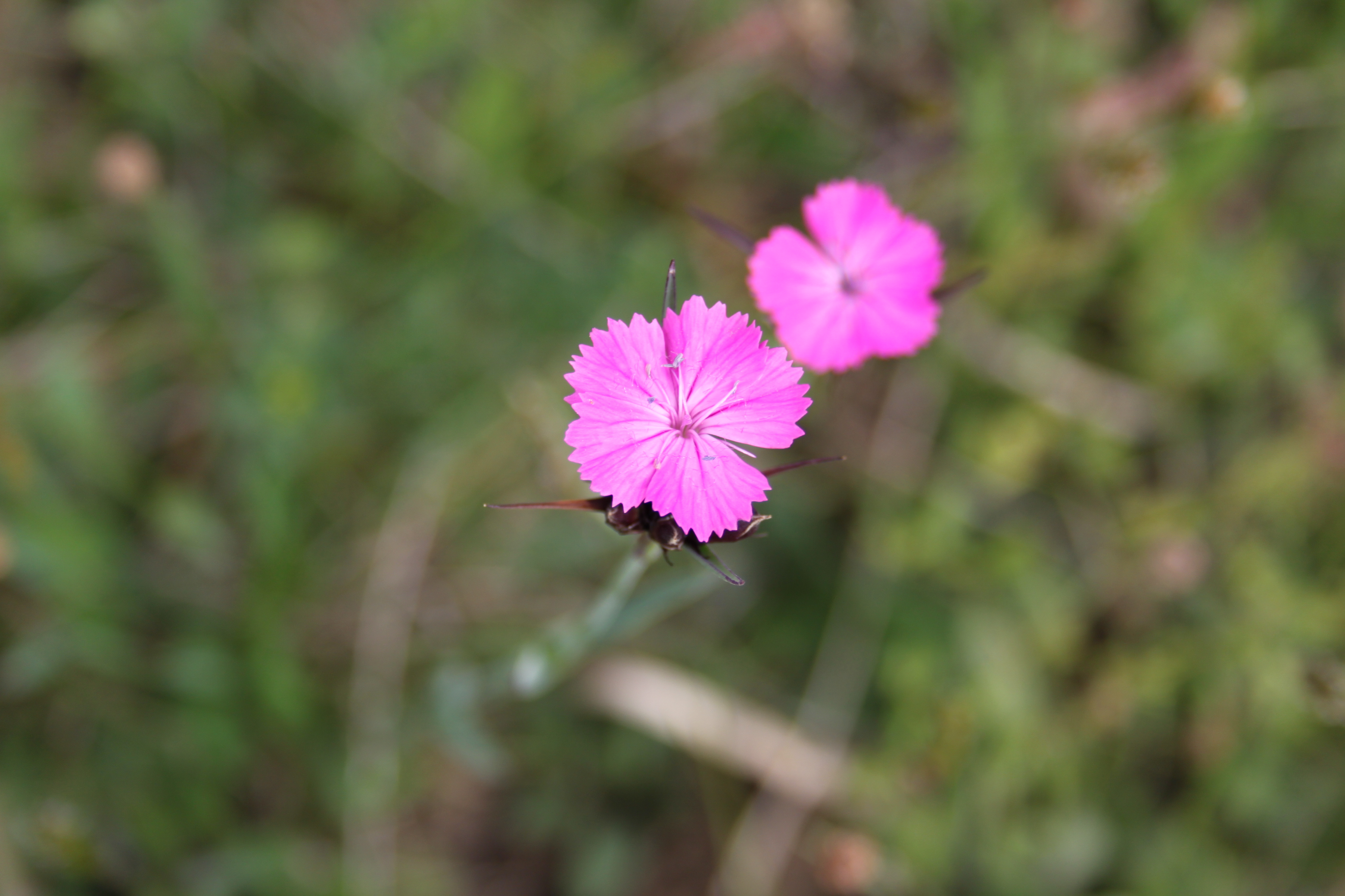 17052013112203 512 art 554 dianthus carthusianorum 4