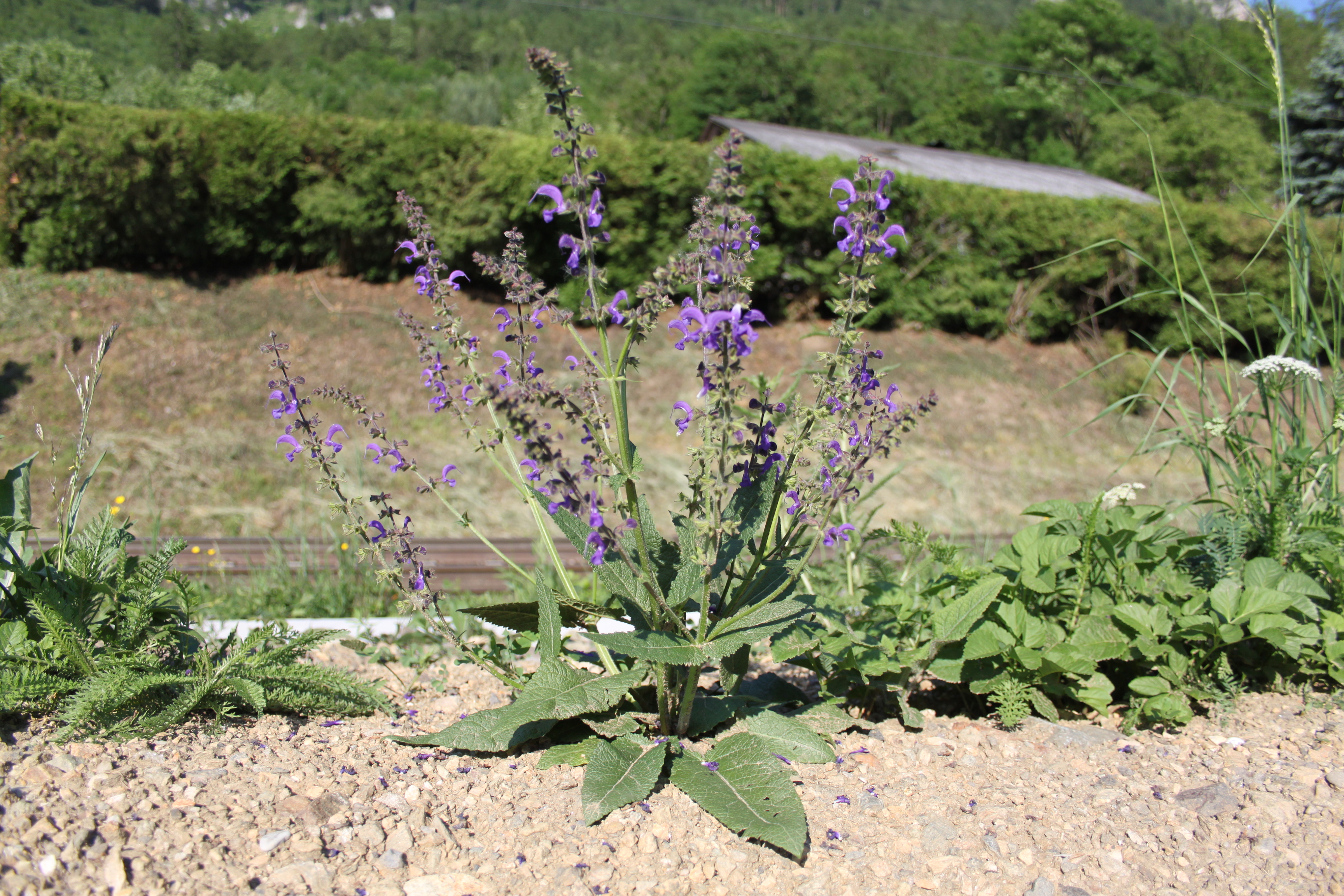 17052013114007 515 art 556 salvia pratensis 3