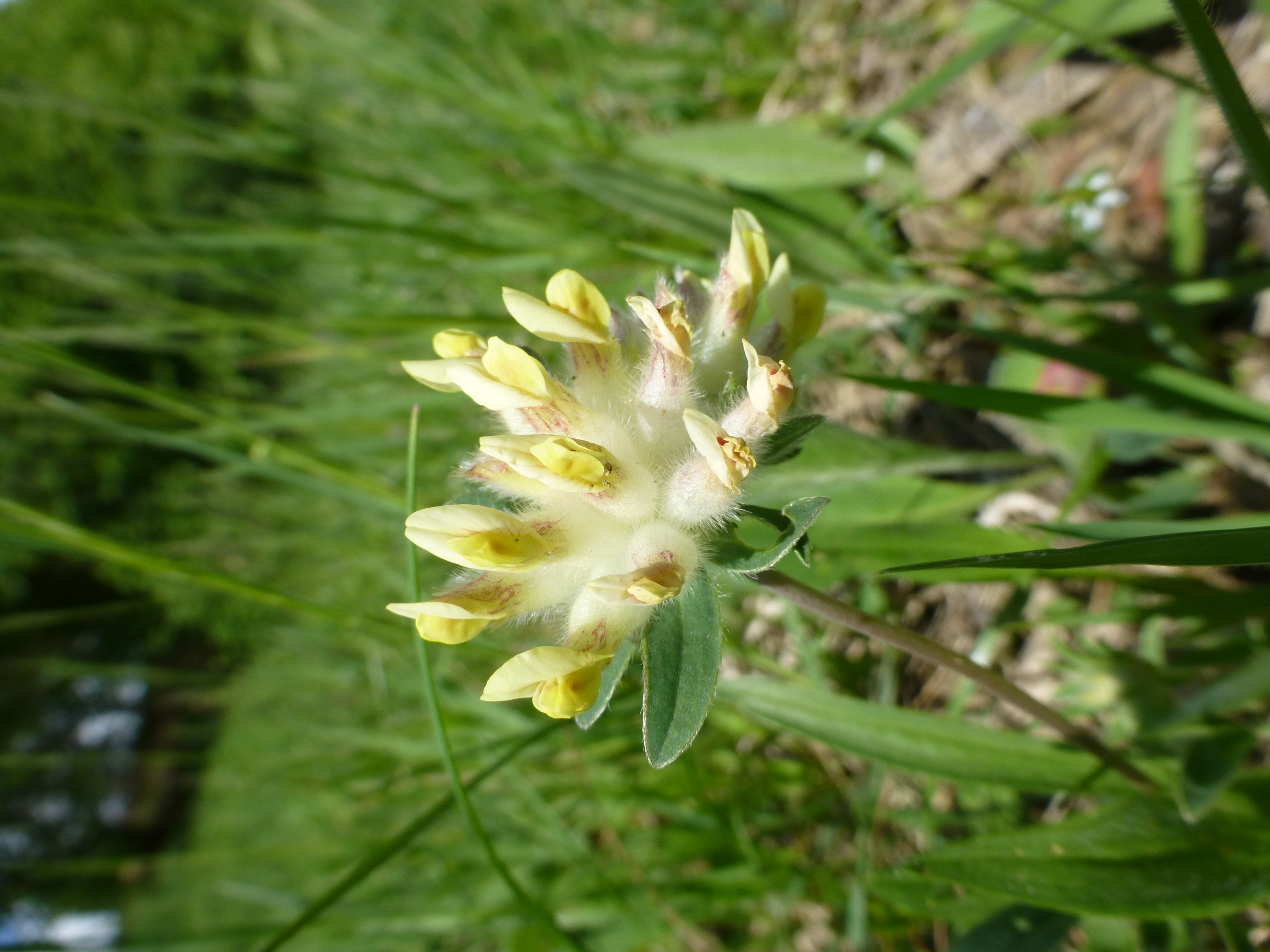 17052013120315 516 art 560 anthyllis vulneraria 1